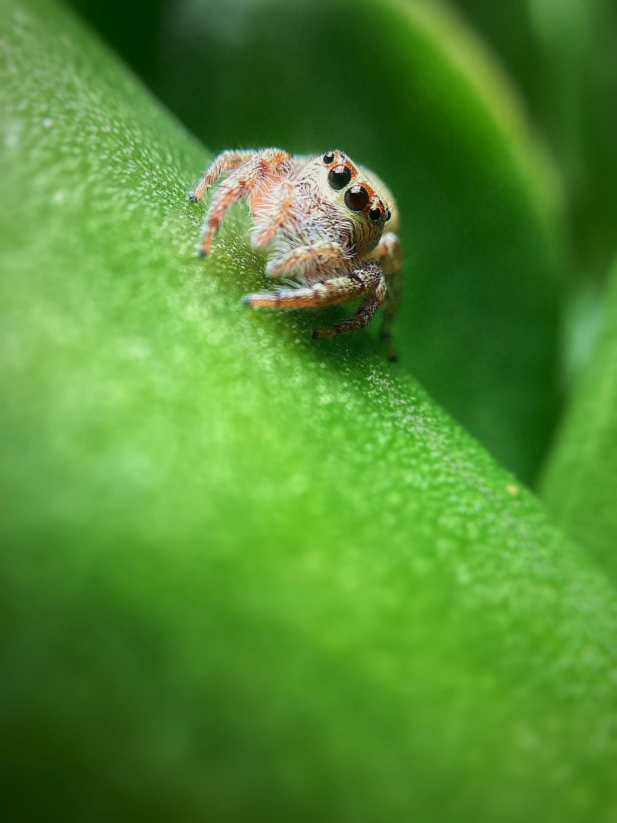 2026 WINNING JUNIOR IMAGE – Jumping Spider by Muda Gadzikwa