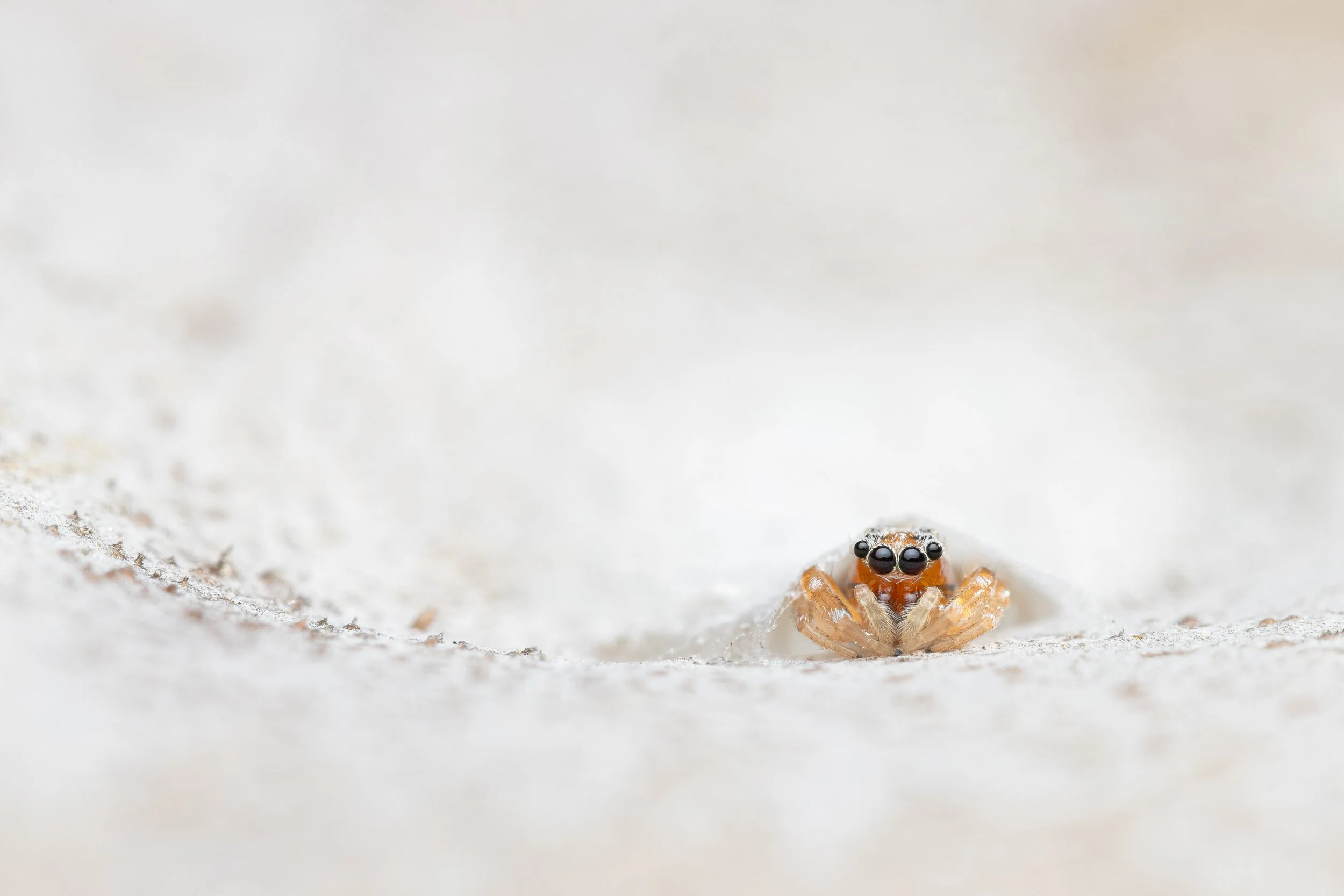 HIGHLY COMMENDED – Jumping spider (Arasia mullion) in Sydney by Pranav Joshi