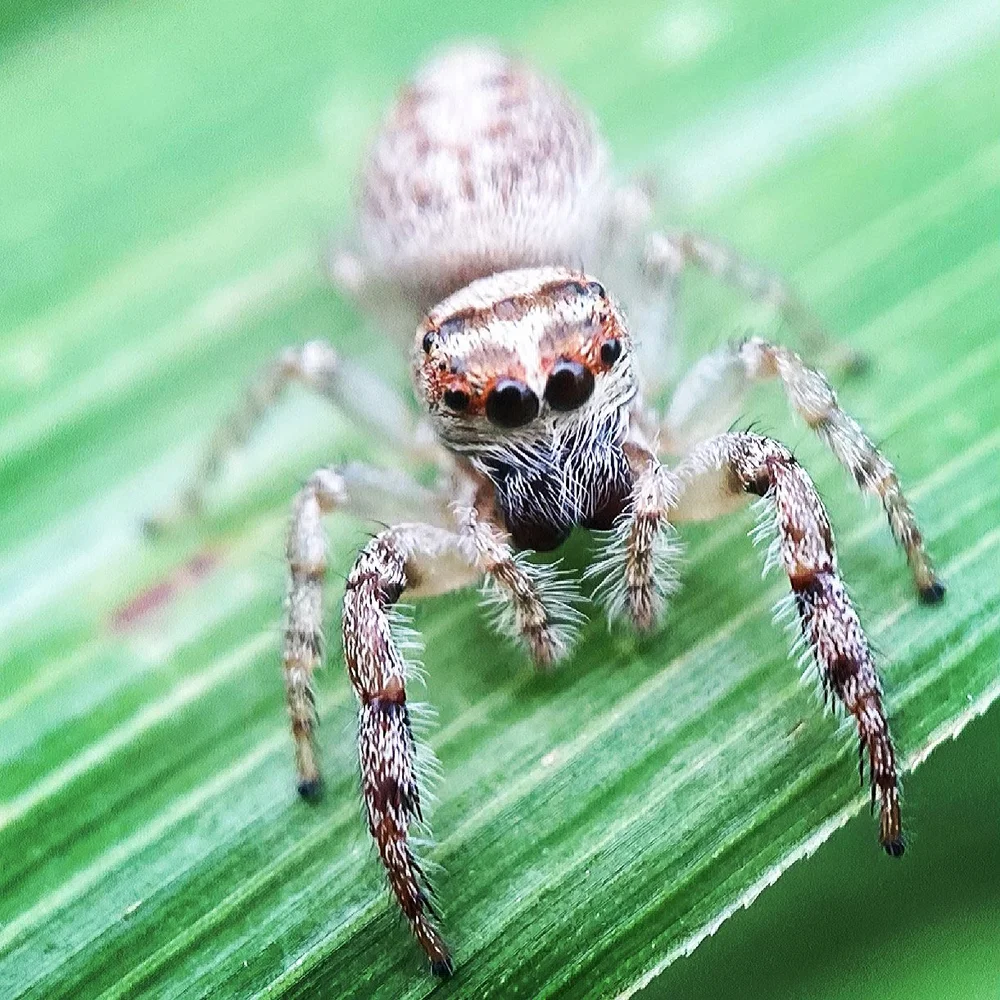 Join Us — Invertebrates Australia