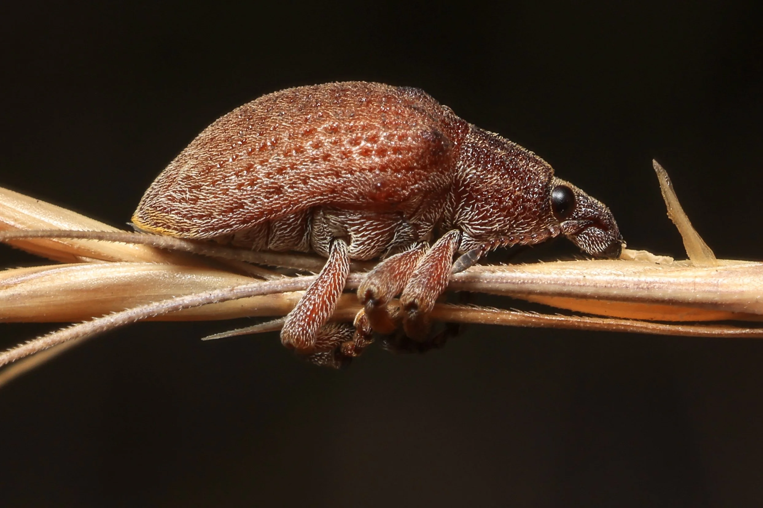 Join Us — Invertebrates Australia