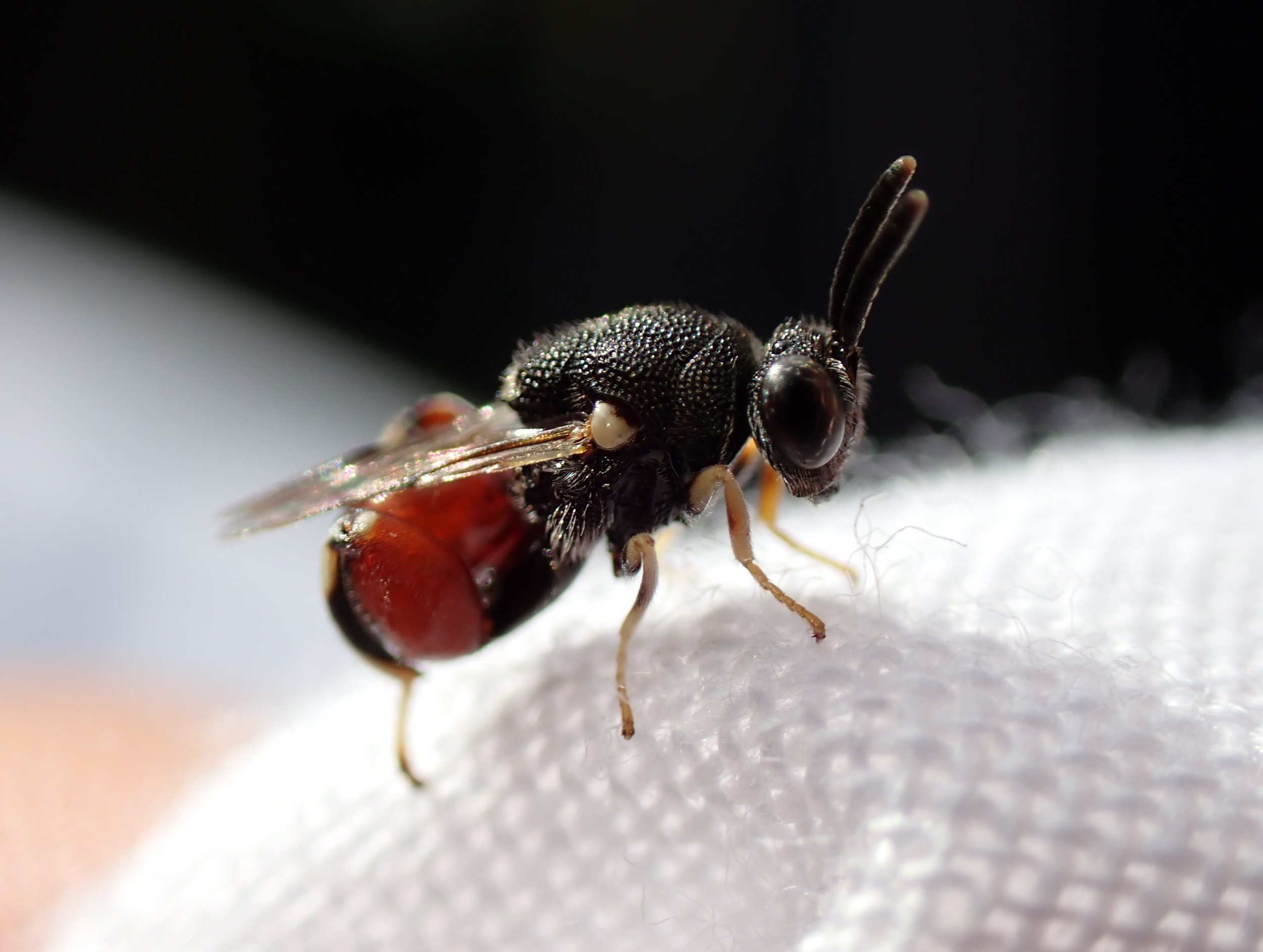 HIGHLY COMMENDED Junior entry – Brachymeria podagrica, a small native wasp by Rocky Di Sipio