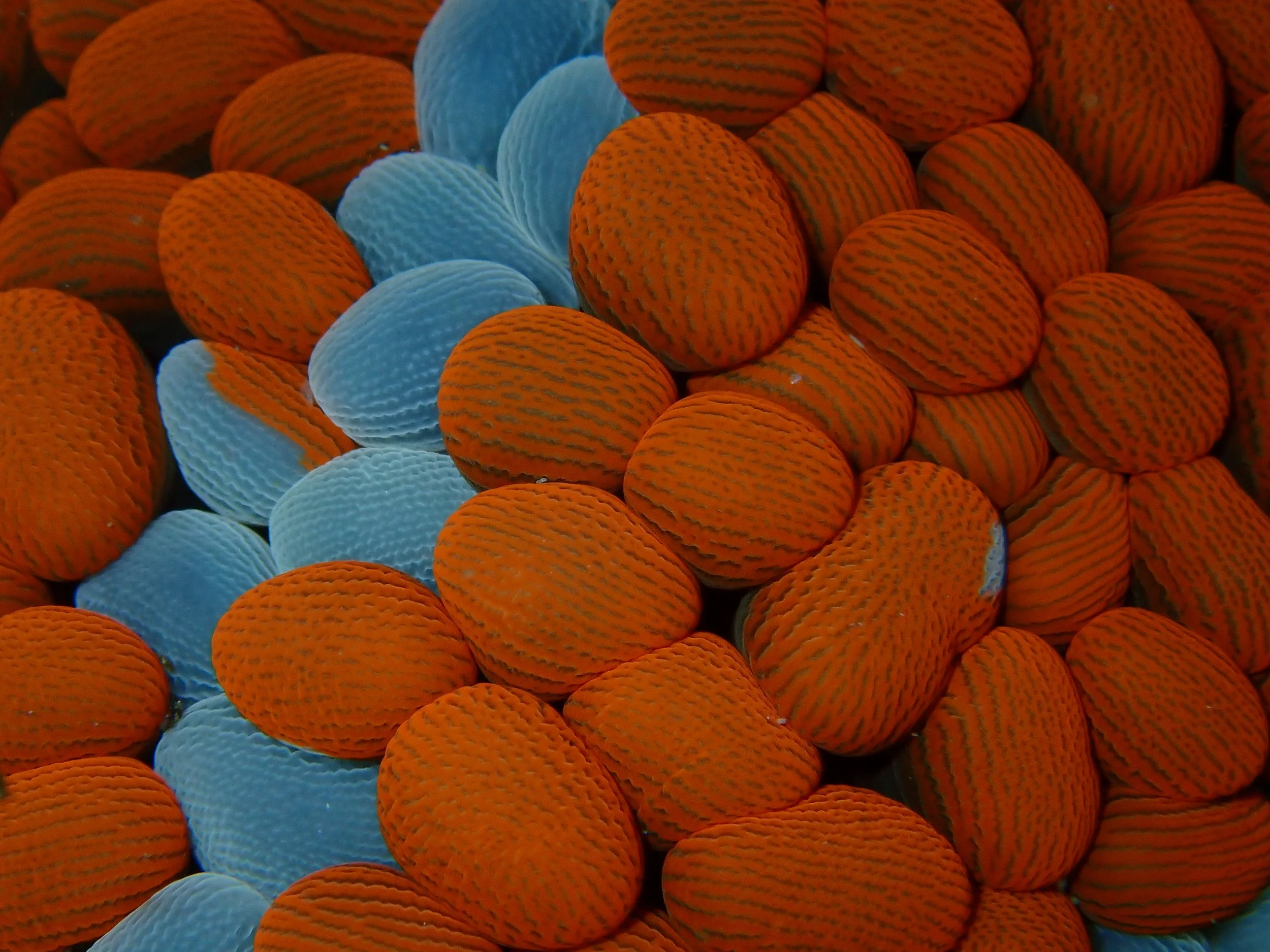2026 WINNER – Wandering Sea Anemone (Phlyctenactis tuberculosa) by Milly Caley