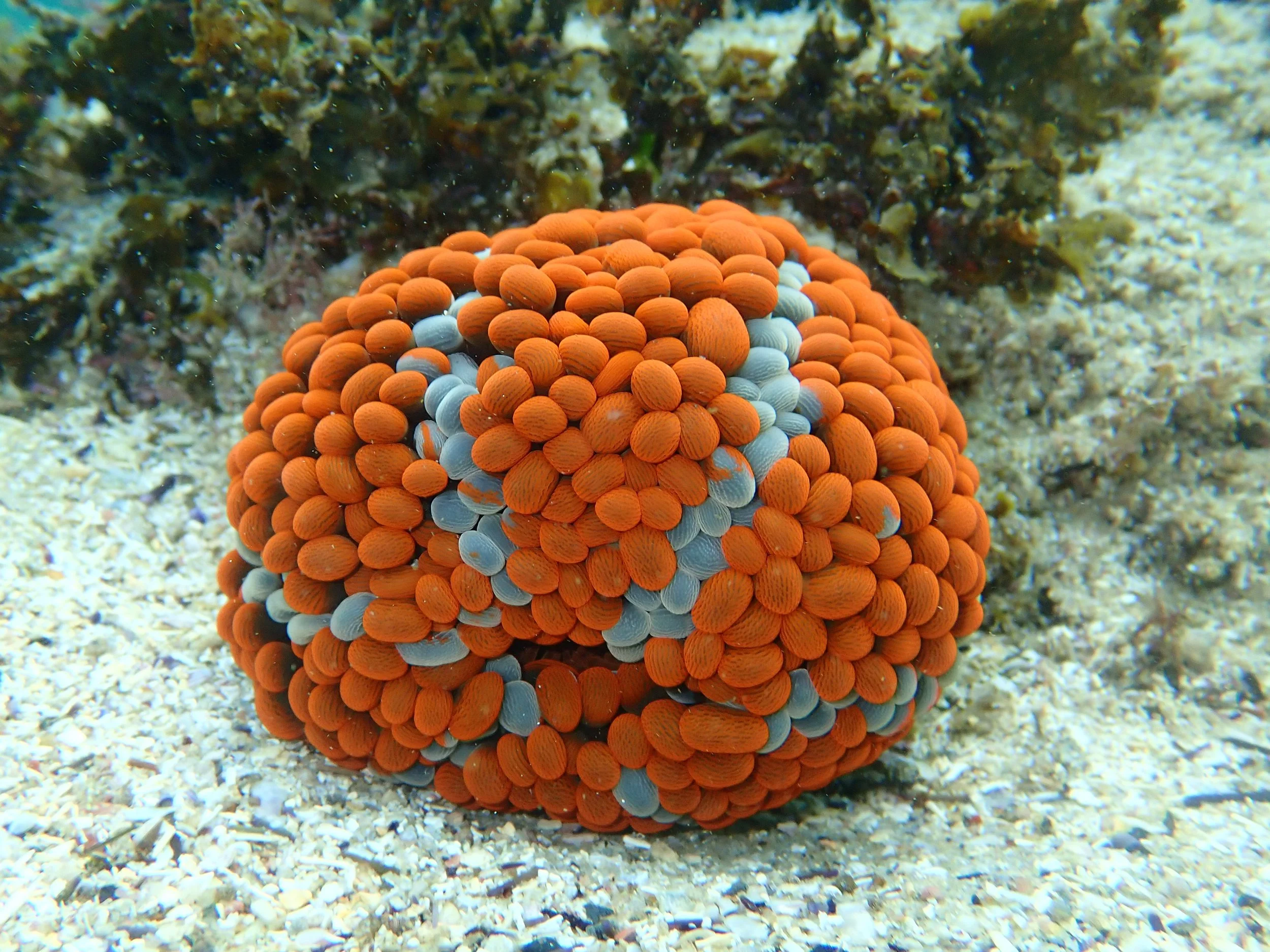 2026 WINNER – Wandering Sea Anemone (Phlyctenactis tuberculosa) by Milly Caley