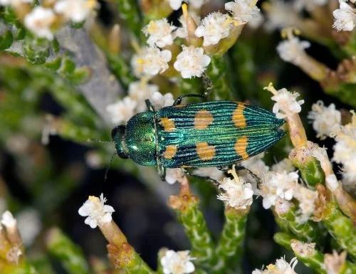 Endangered Insects Australia