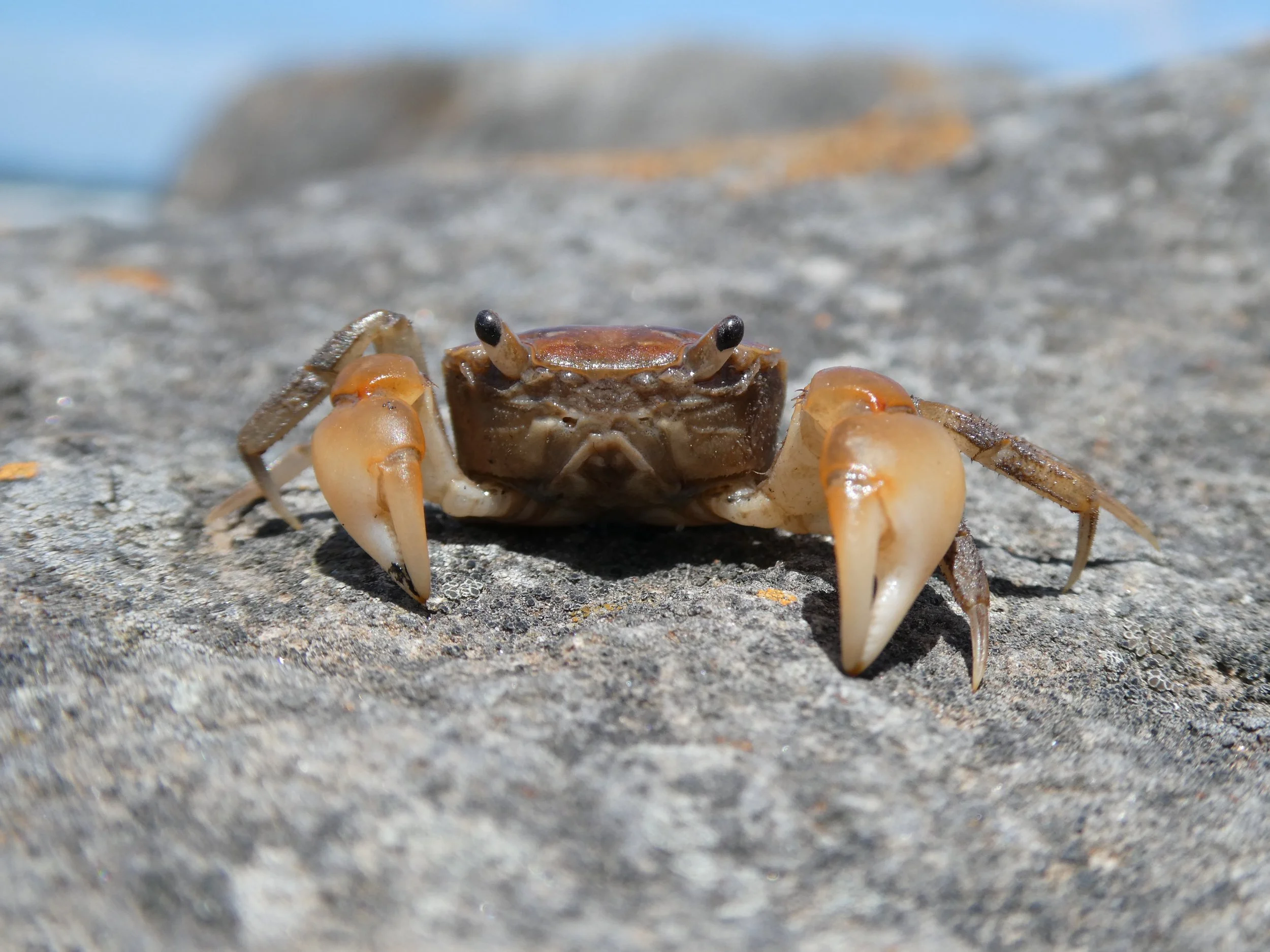 HIGHLY COMMENDED Junior entry – The world of a Haswell's Crab, seen at ground level by Rocky Di Sipio