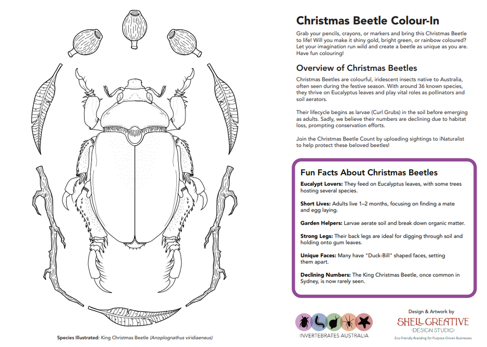 Christmas Beetle Colouring In Activity — Invertebrates Australia