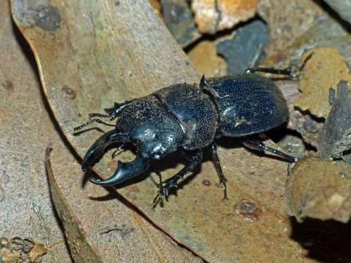 Threatened One Thousand — Invertebrates Australia