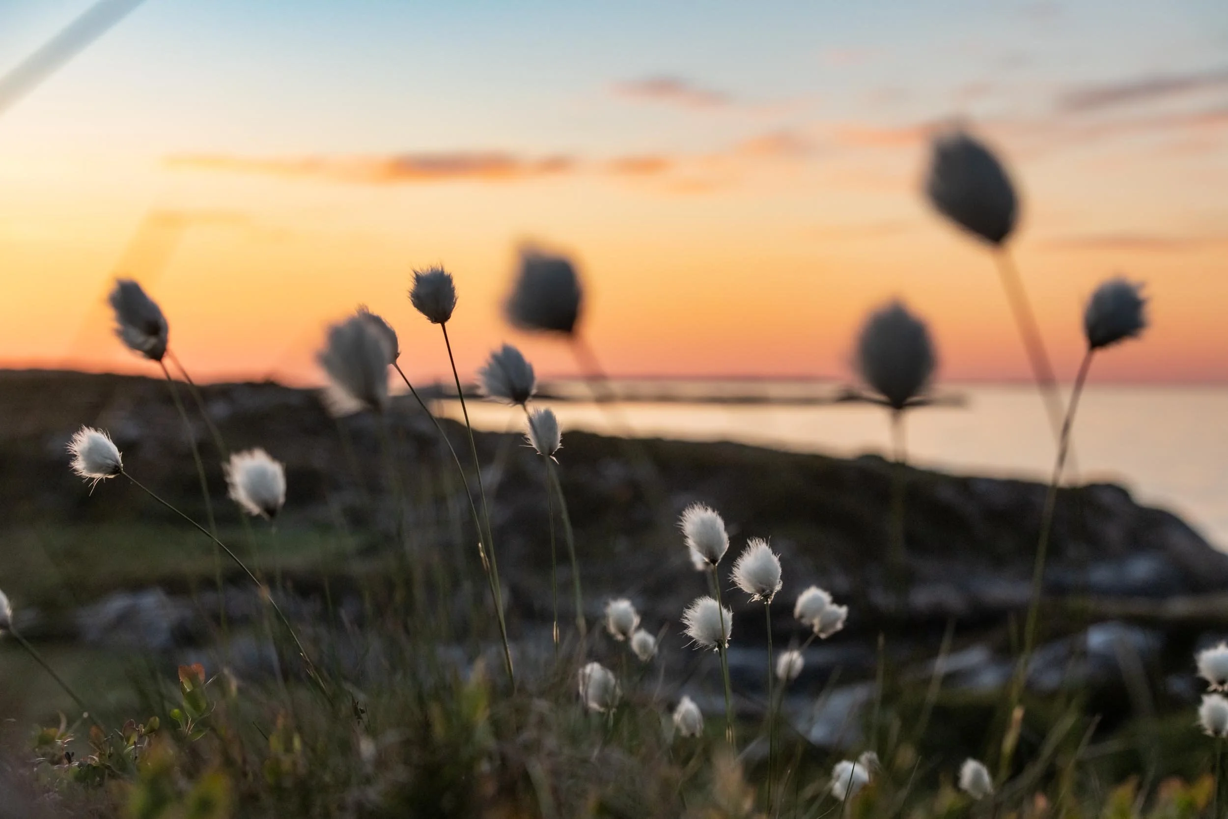 Blomster i forgrunn og en solnedgang over vann i bakgrunnen