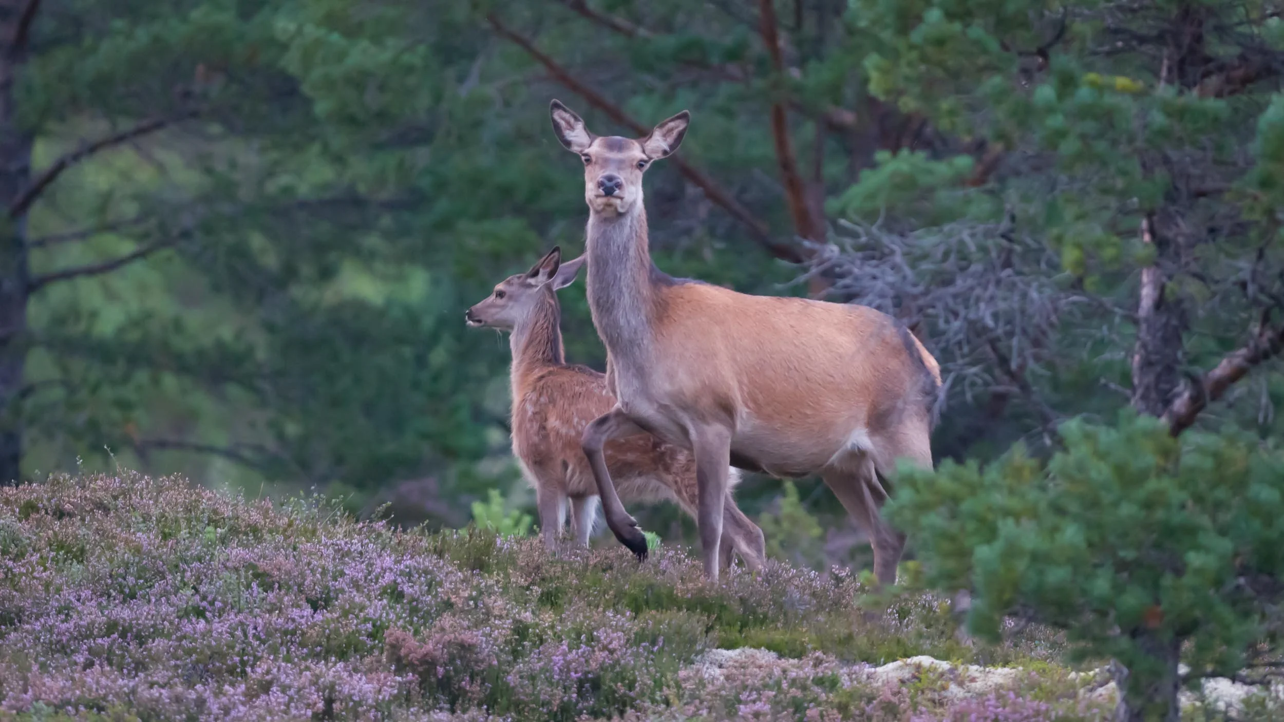 To elger i en skog, med lavendelblomster i forgrunnen og grønne trær i bakgrunnen.