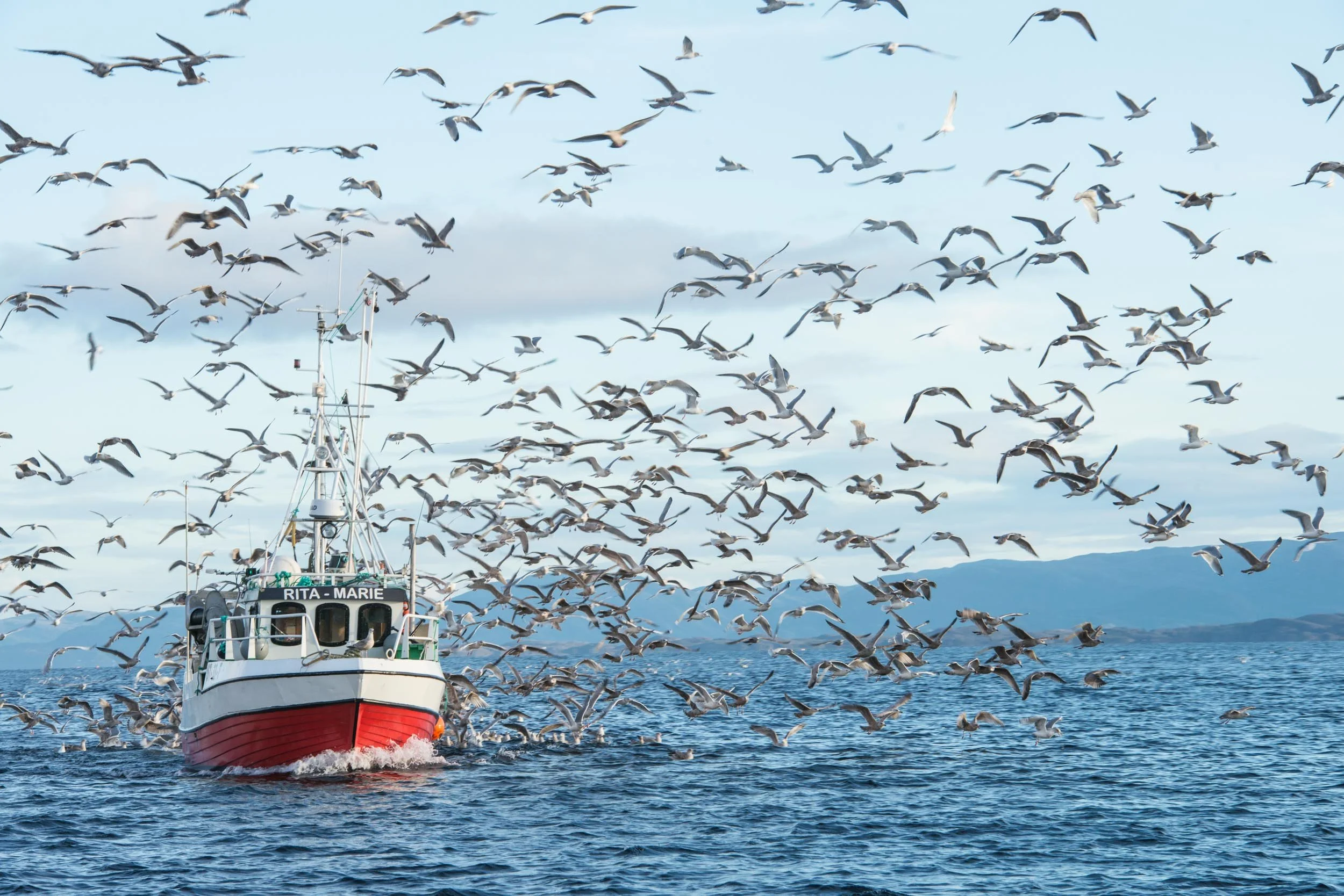 En hvit og rød fiskebåt med navnet Rita Marie på en åpen sjø, omgitt av mange skimakke og måker, med fjell og himmel i bakgrunnen.