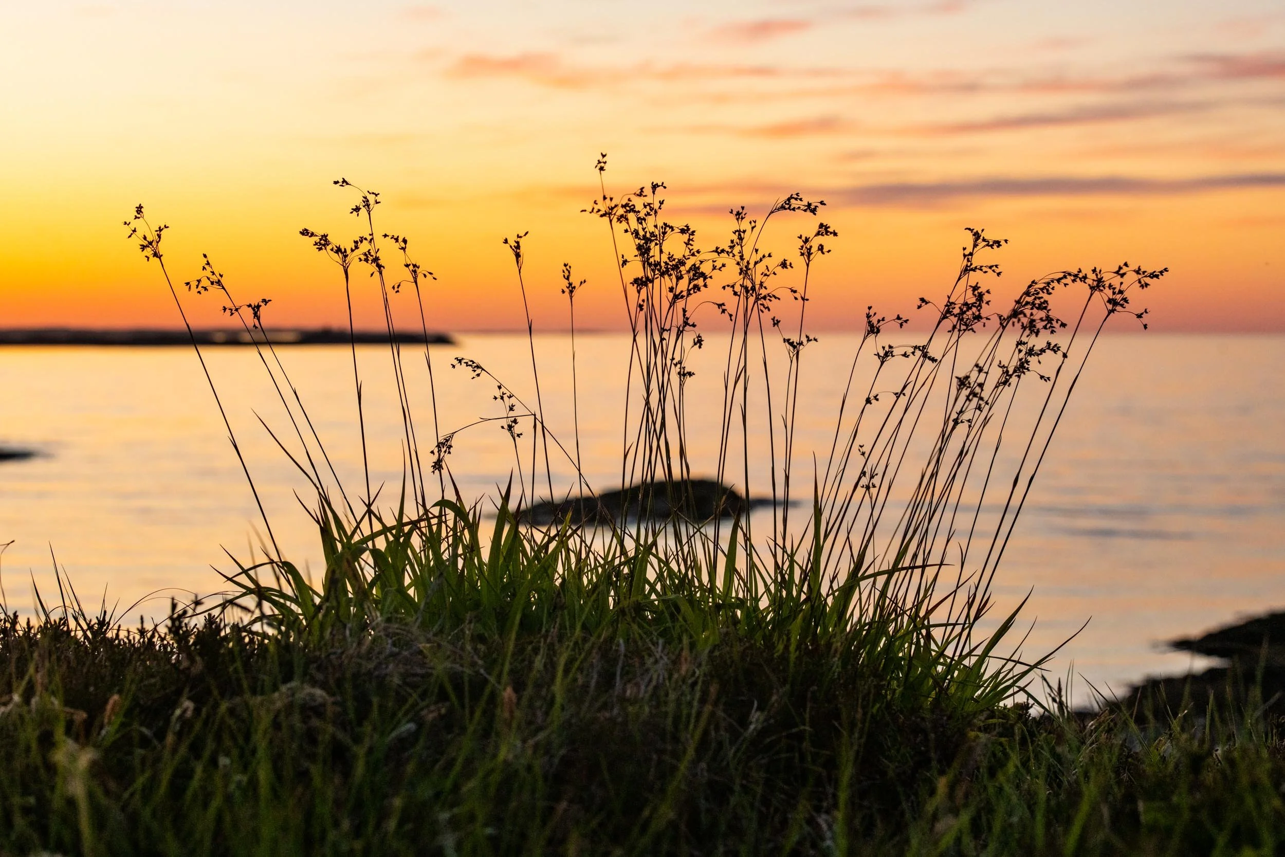 Solnedgang over sjø med gress og planter i forgrunnen.