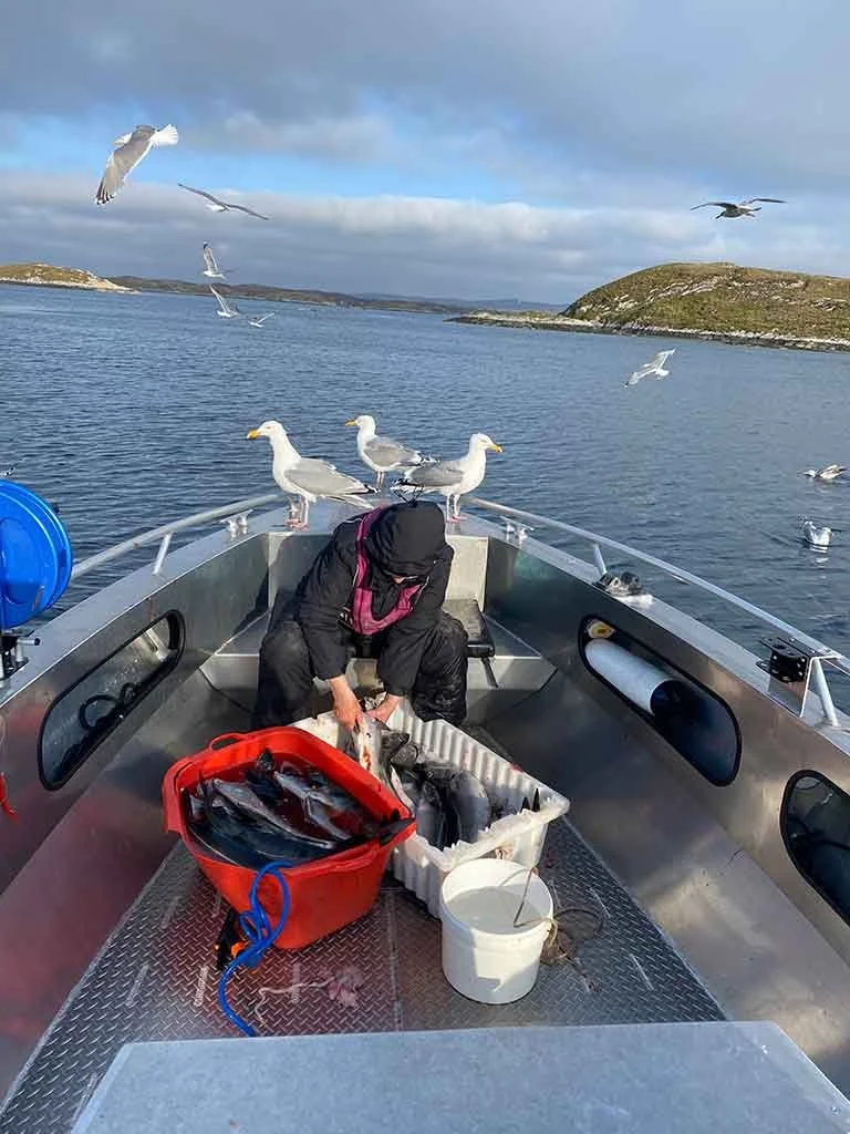 Person på båten med sjøfugl, ser ut til å håndtere fangst av fisk i kaldt vær med vann og landskap i bakgrunnen.