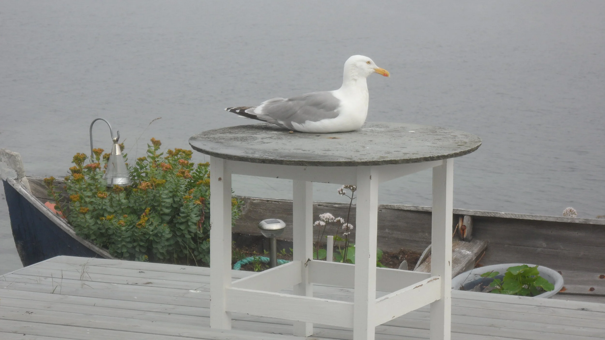En måse ligger på en rund bordplate ved vannet med blomster og en liten båt i bakgrunnen.