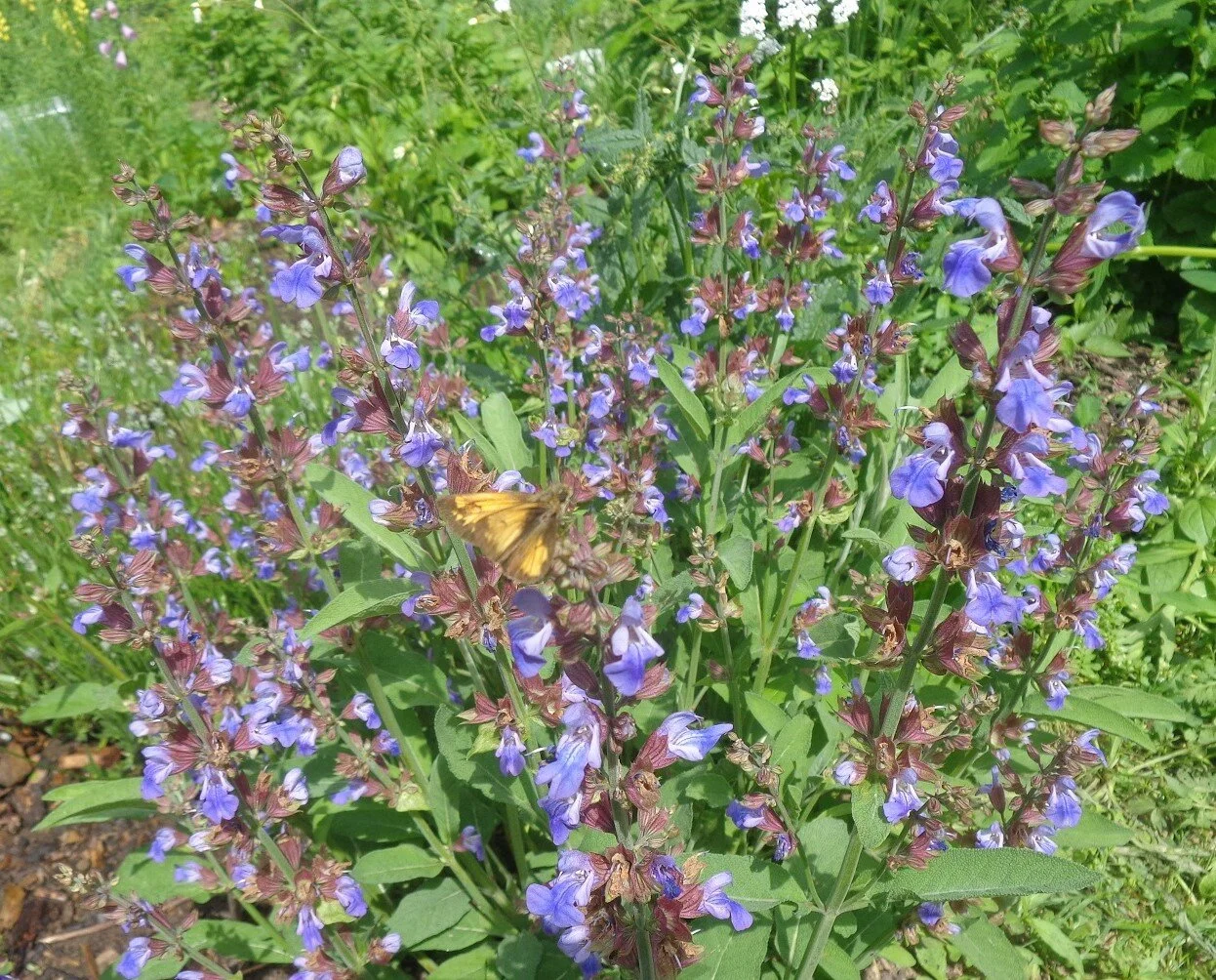 Sage (Salvia officinalis)