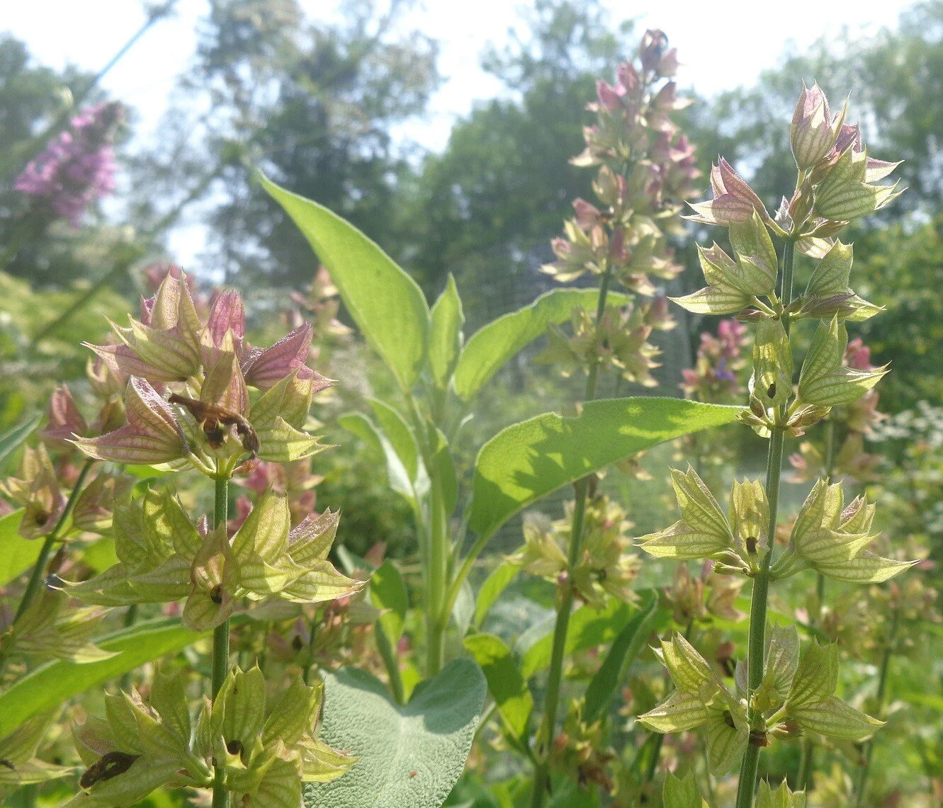 Sage (Salvia officinalis)