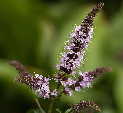 Mint (Mentha)