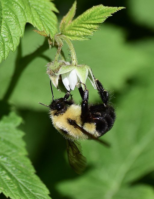 Bumble Bee Raspberry.jpg
