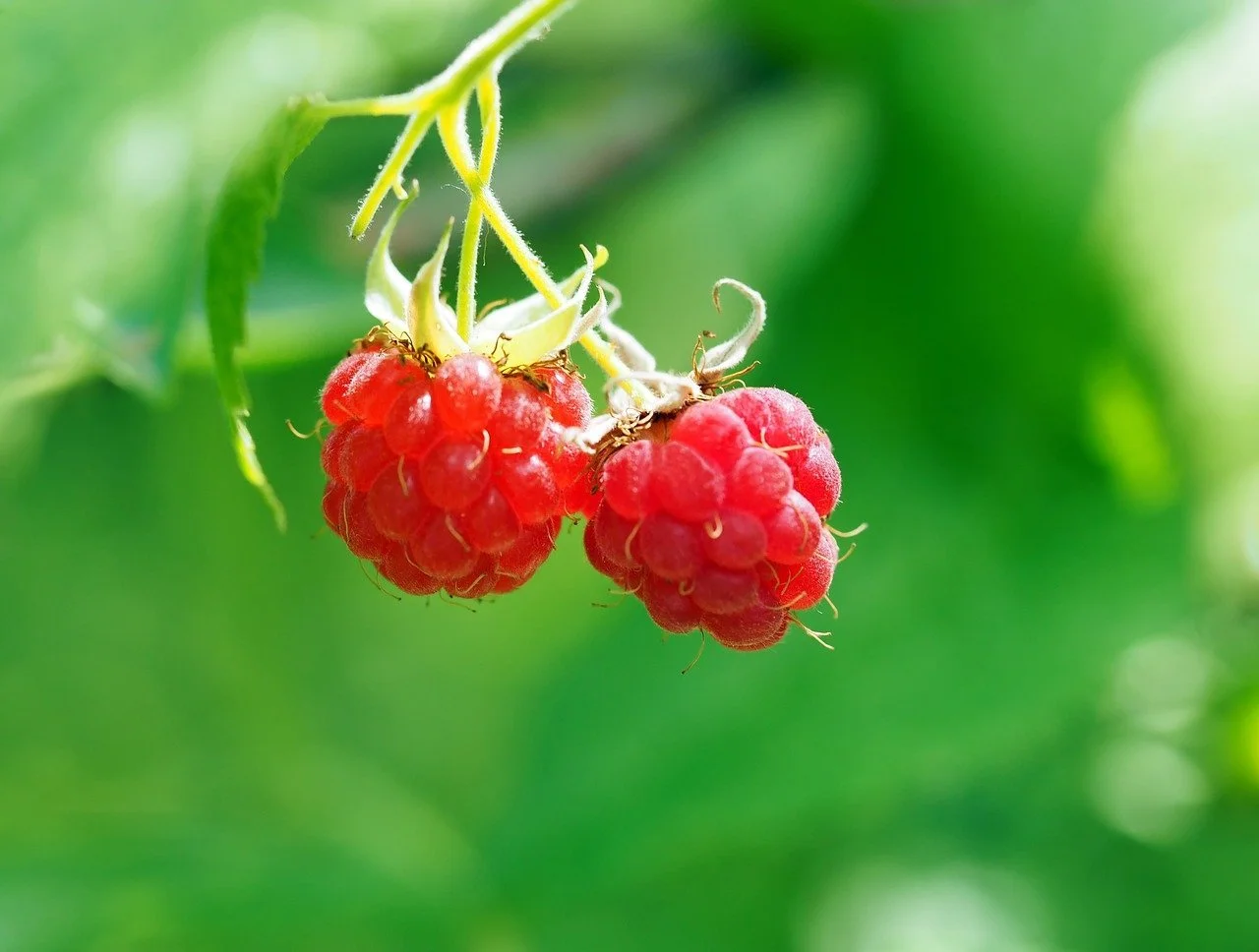 wild-raspberries-1504184_1280.jpg