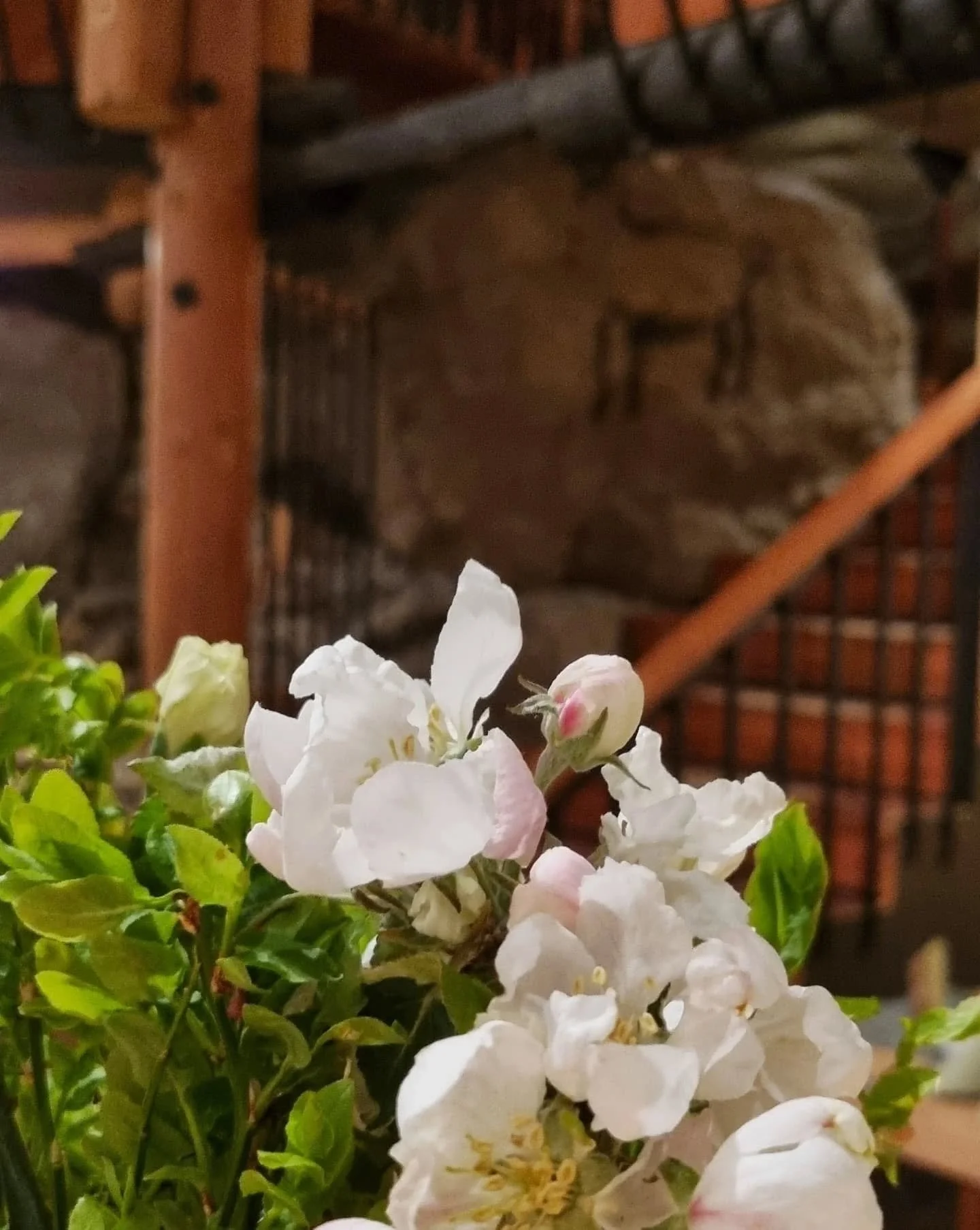 Omenapuut kukkivat juuri sopivasti ja koristivat ihanasti n&auml;it&auml; h&auml;&auml;juhlia 🤍🌸