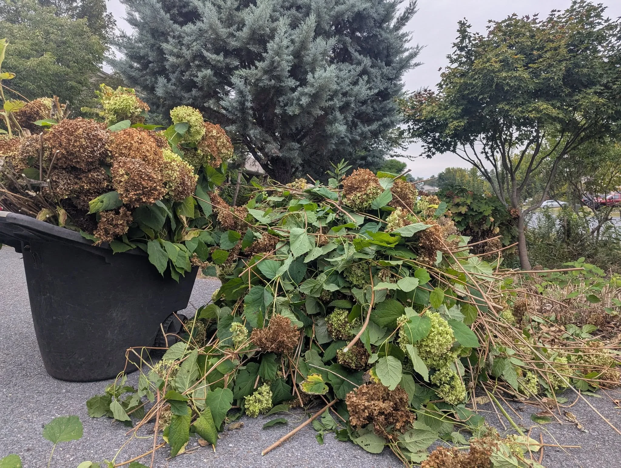 I normally trim my annabelle hydrangeas in the spring. They were just out of control.