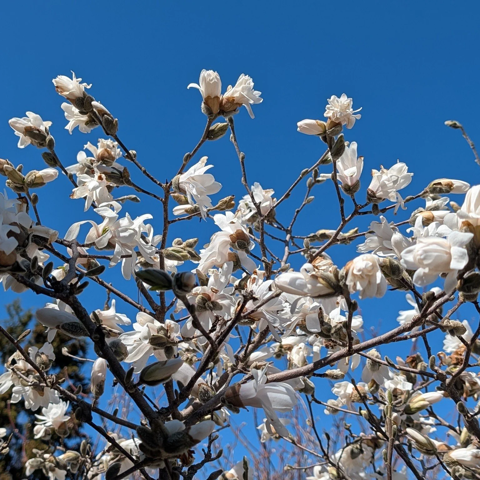 Every year my star magnolia blooms perfectly for a single day. Then it gets too cold and freezes all the blooms.