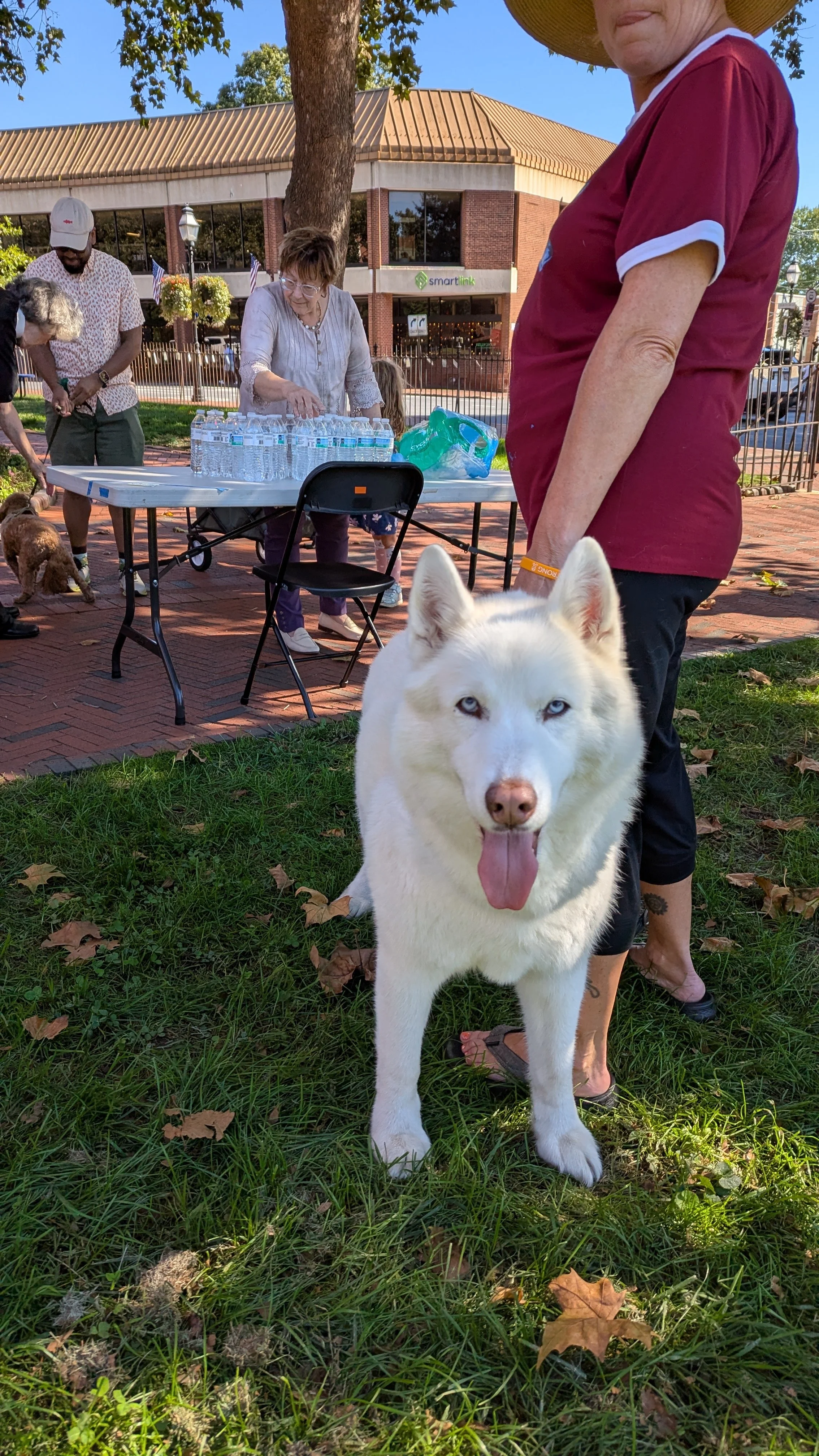 Guest dog.jpeg