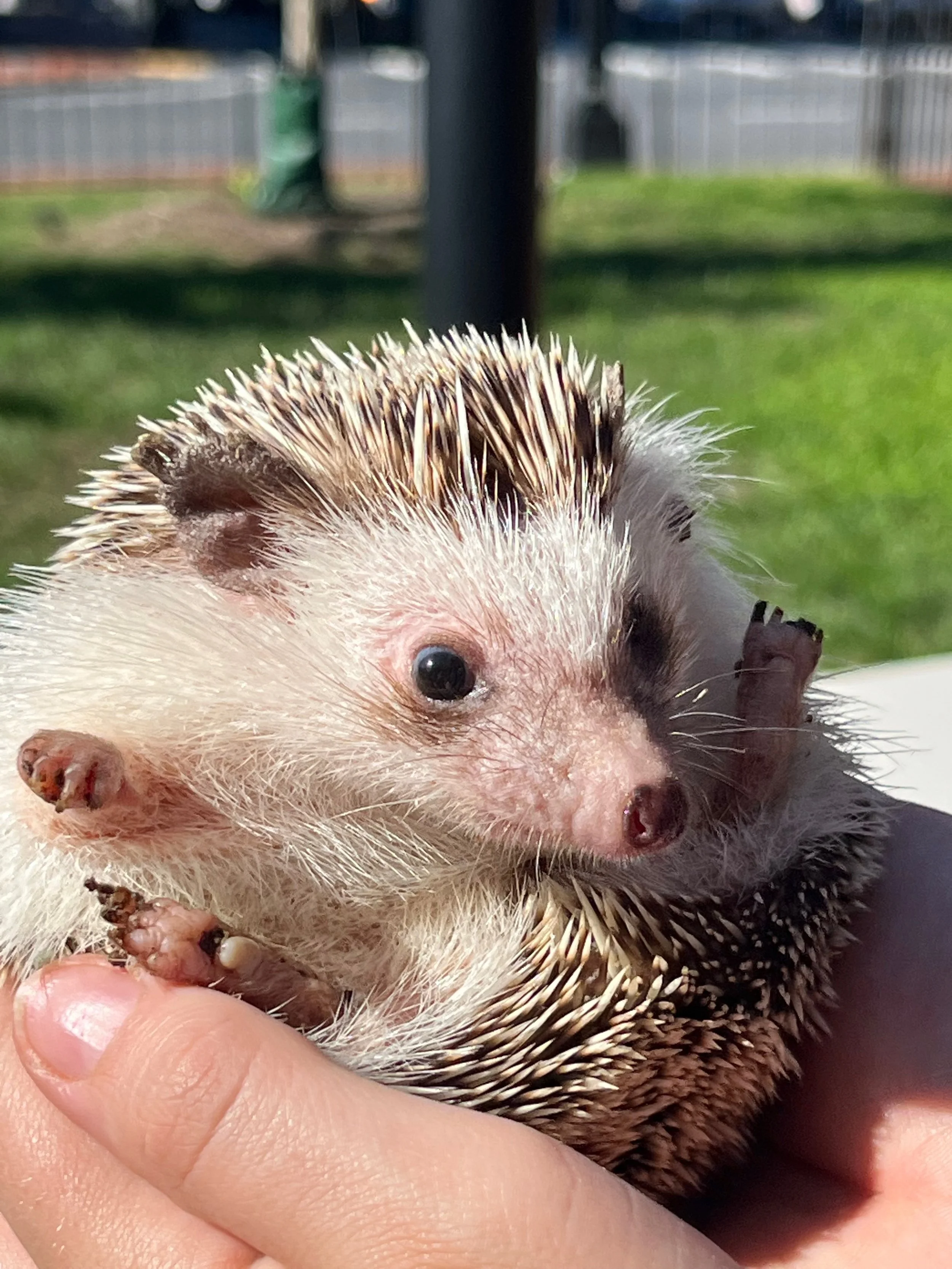 Hedgehog.jpeg