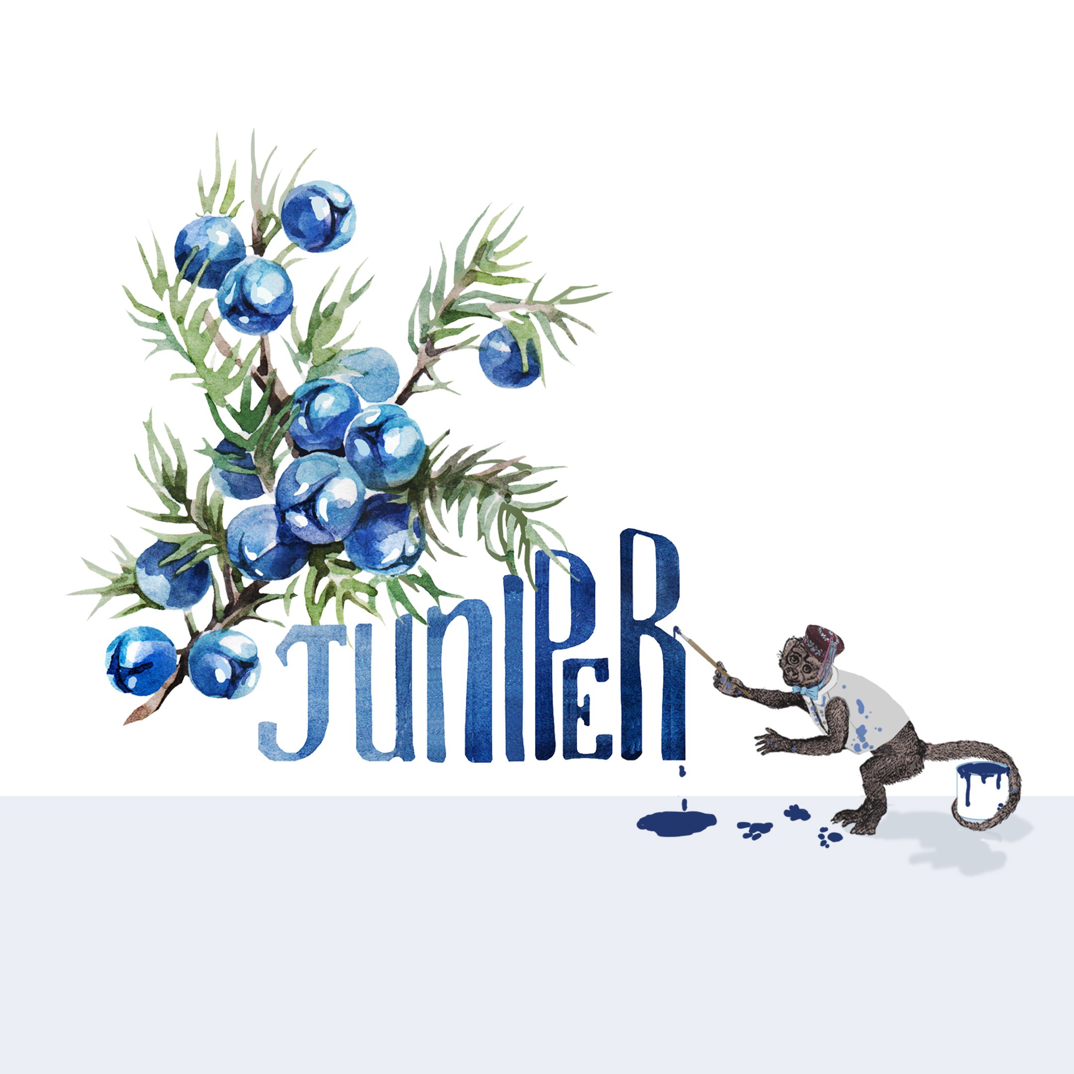 Junipers Use in perfumery