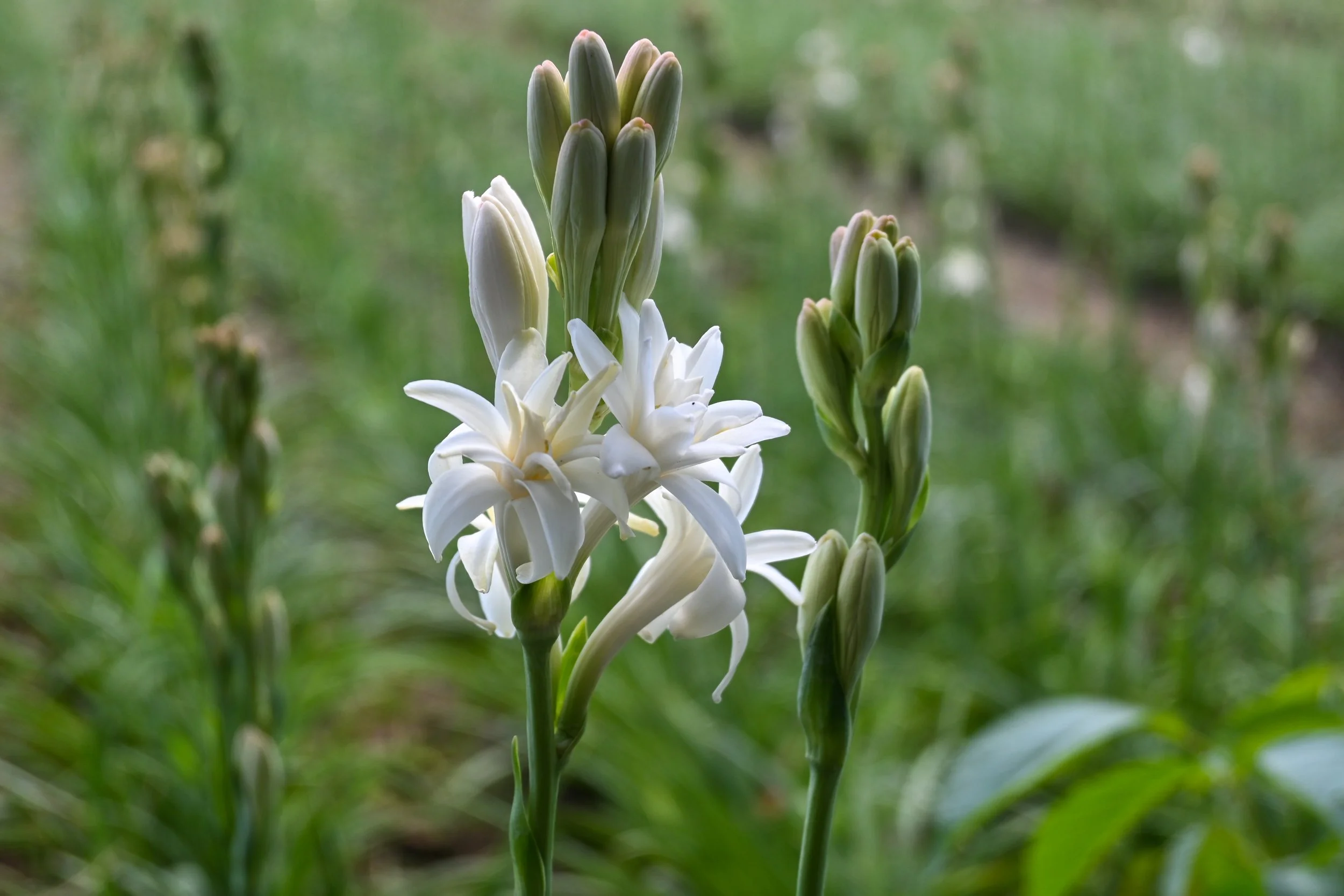 Tuberose in Perfumes