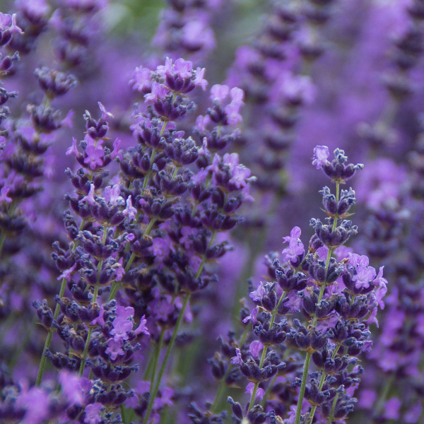 French Lavender V’s English lavender, the differences 