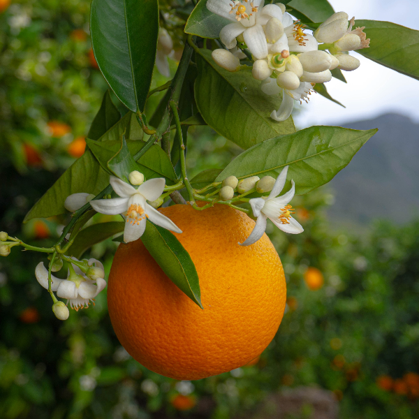 The Allure of Orange Blossom in Perfumery