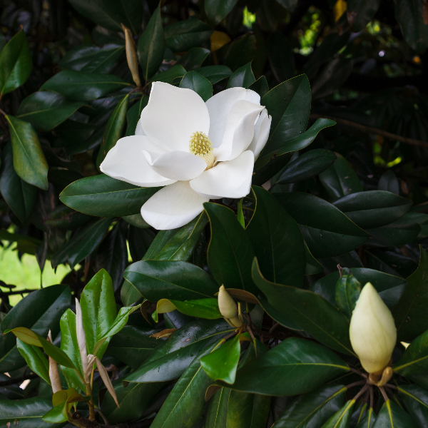 Magnolia in perfume