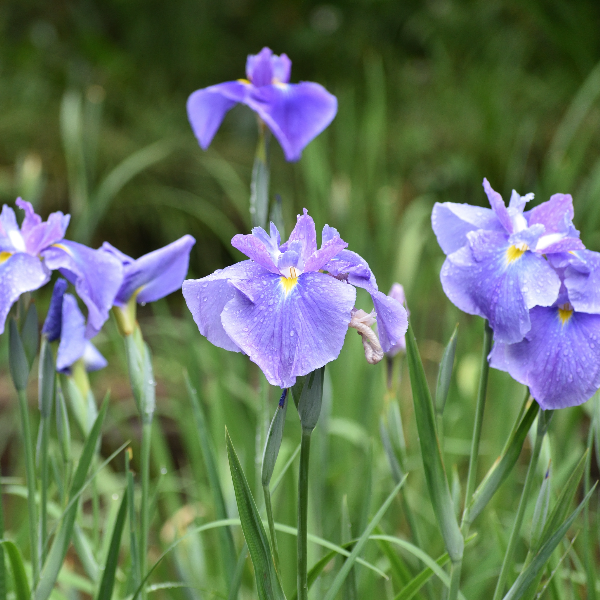 Orris | A Coveted Perfume INGREDIENT
