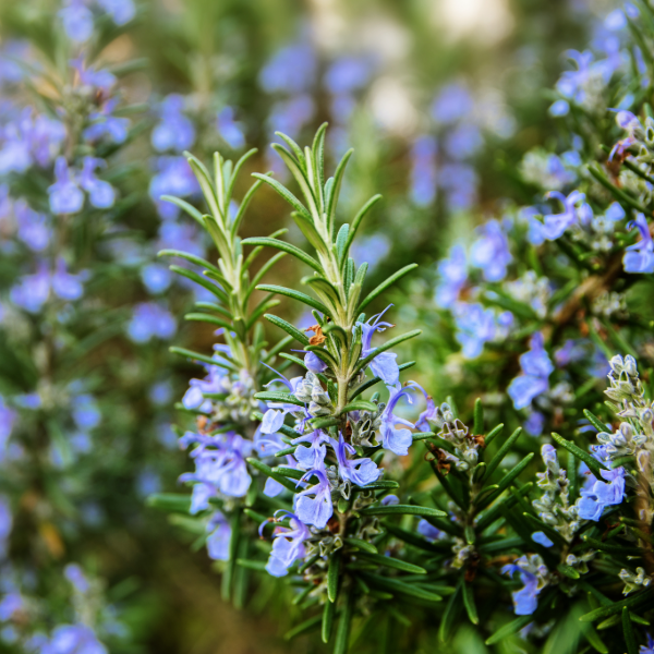 Rosemary in Fragrances | By Plowden &amp; fallow