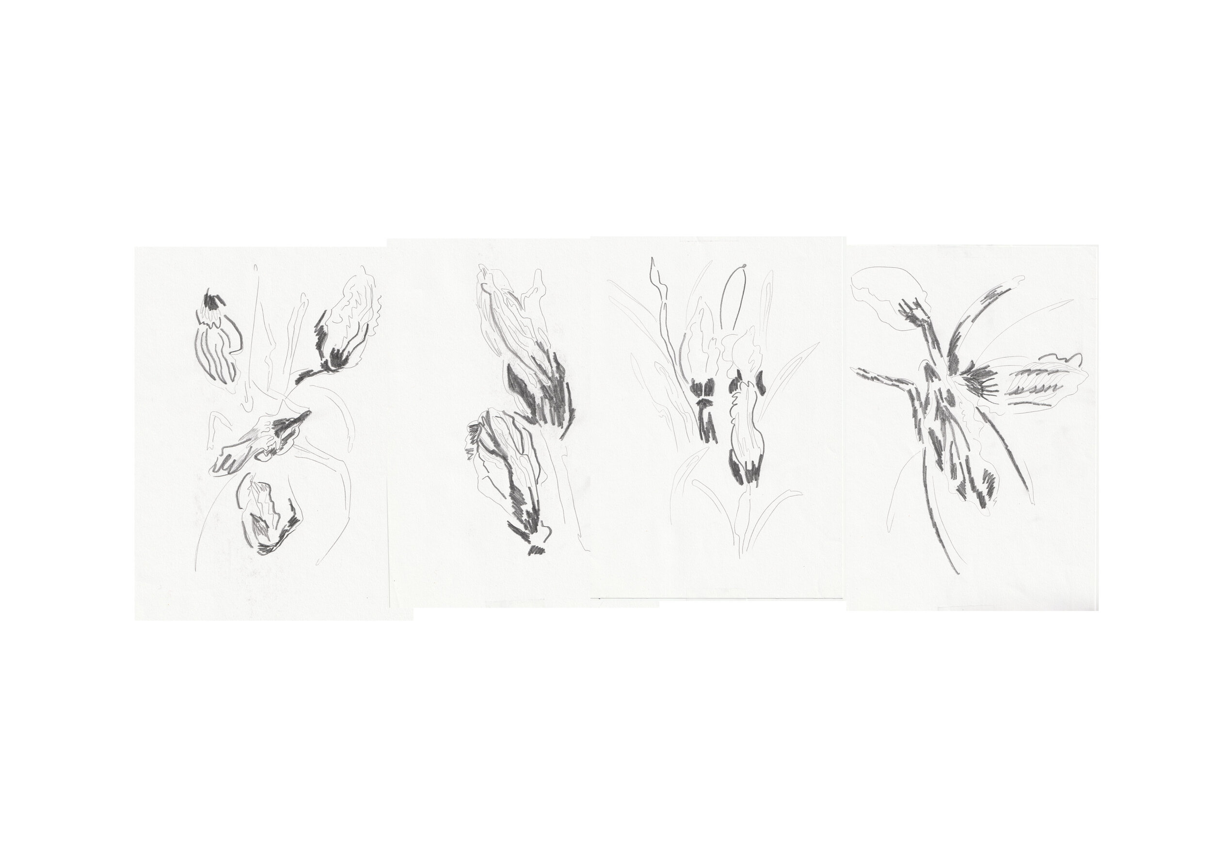 flower studies.jpg