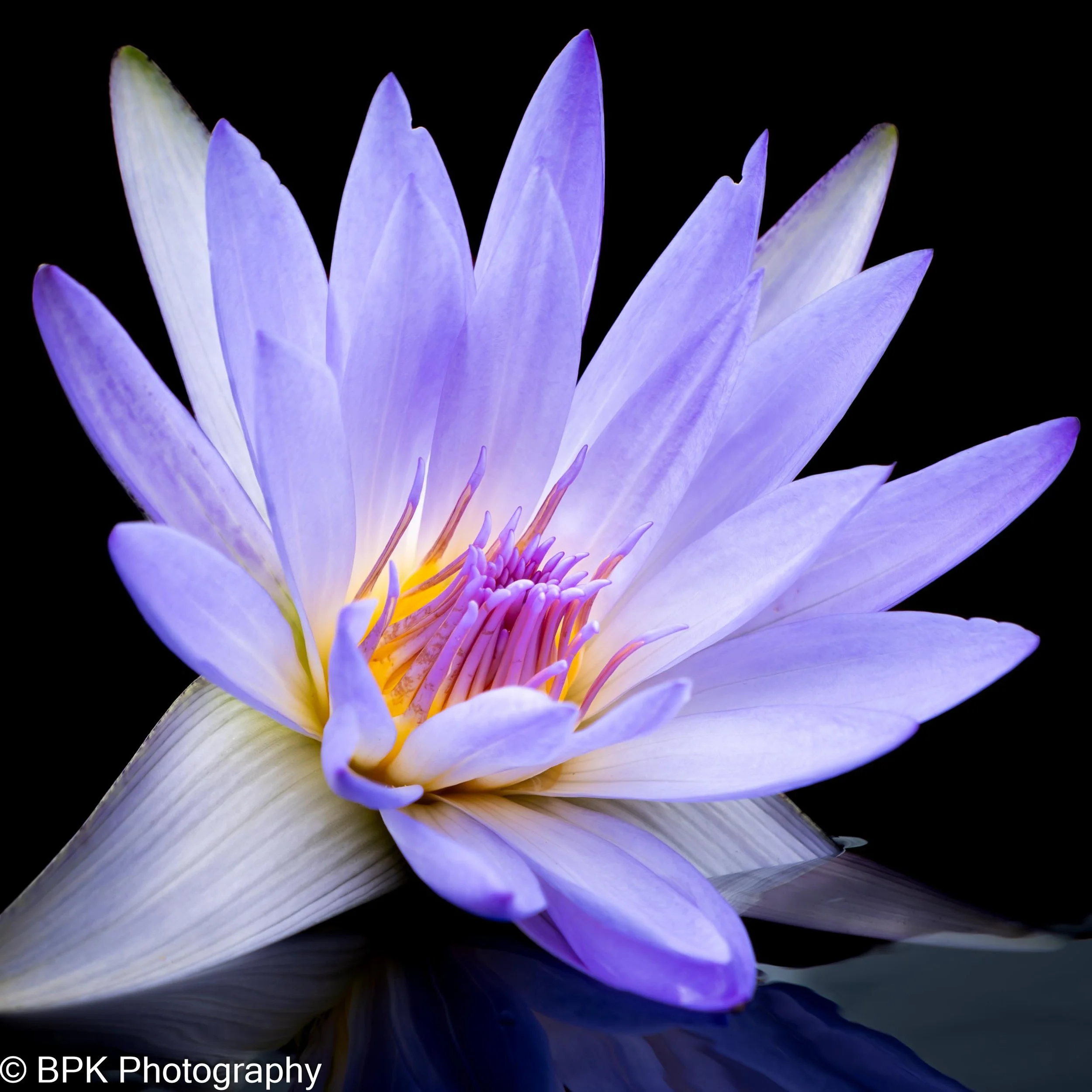 Purple Water Lily 3