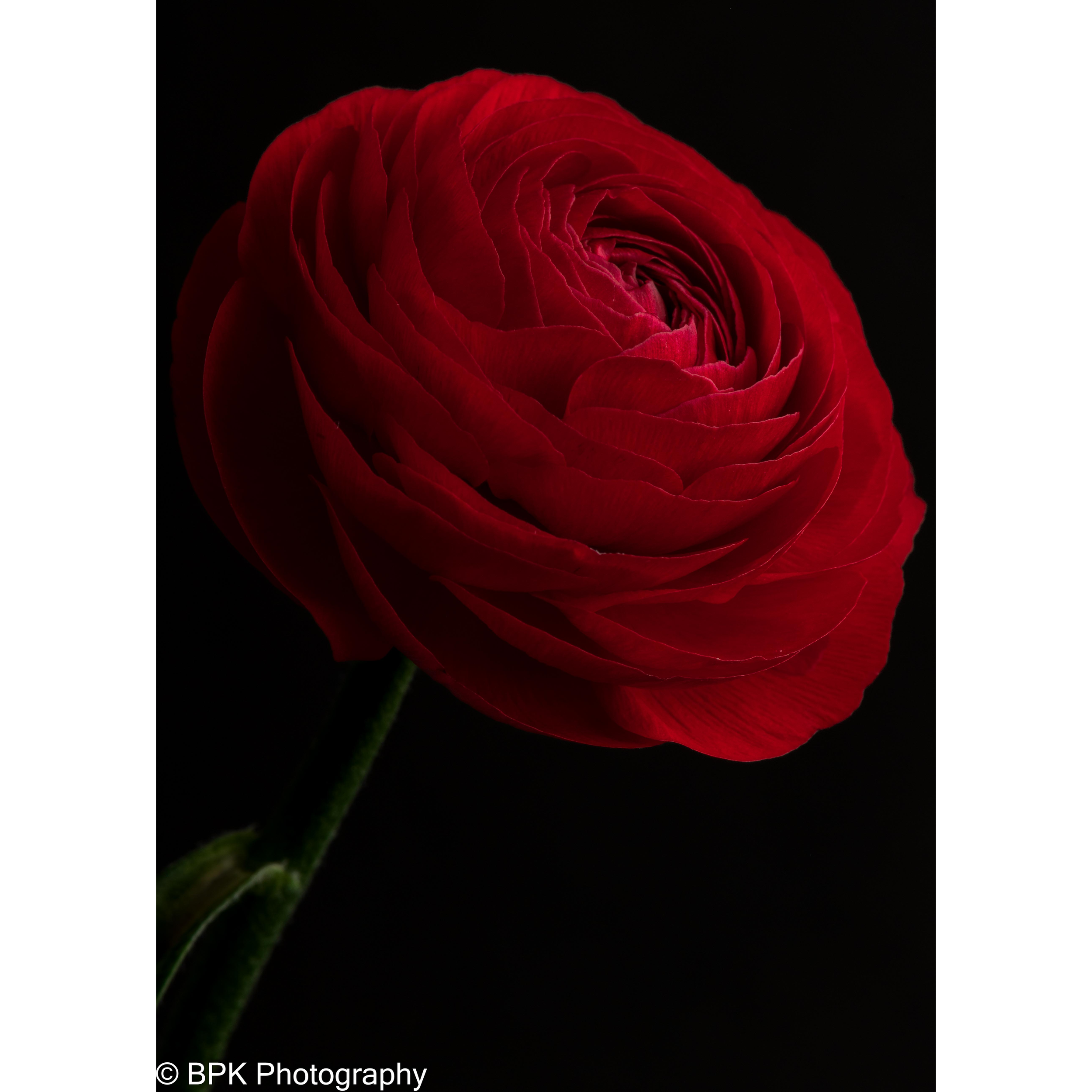 Red Ranunculus