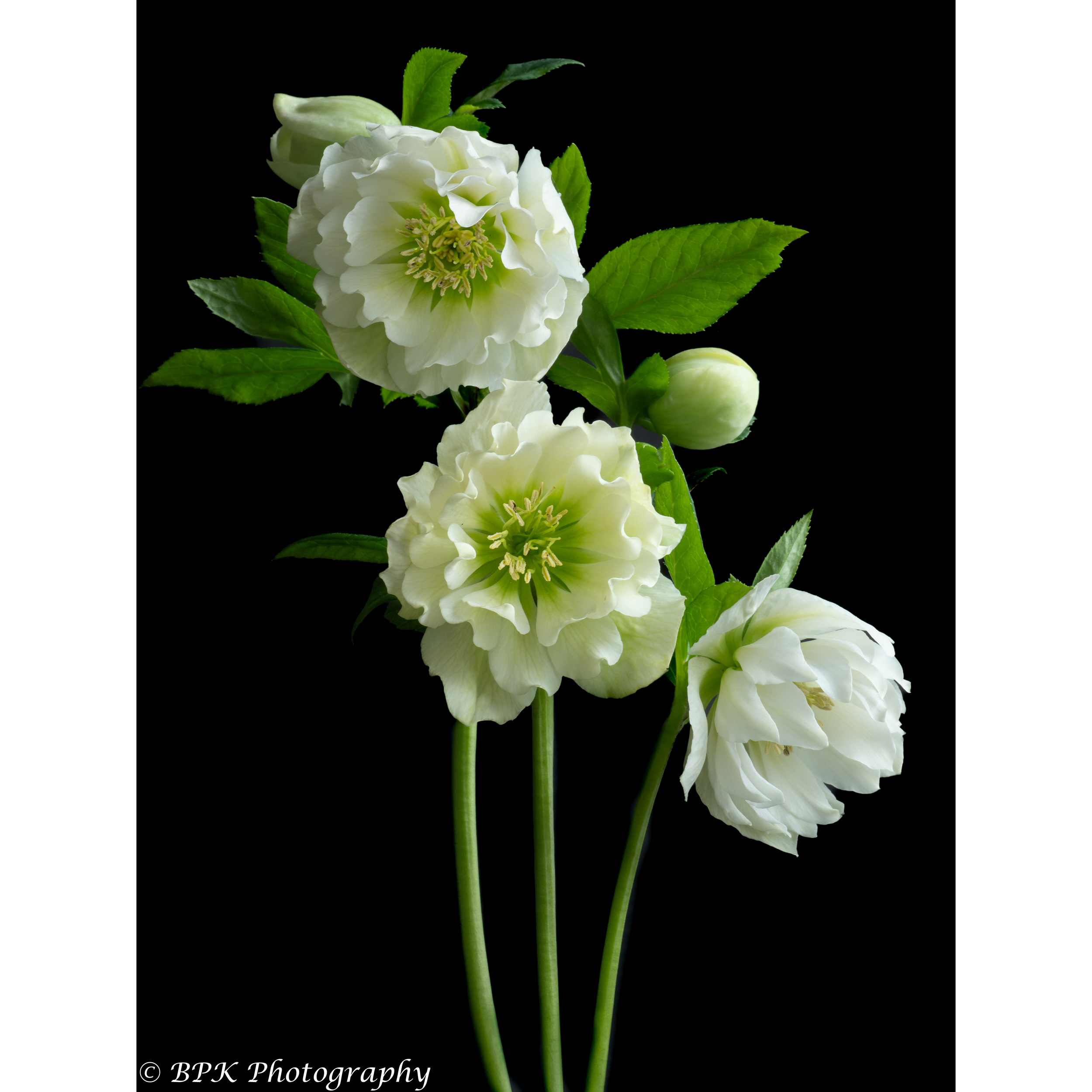 White Hellebore Group_srq.jpg