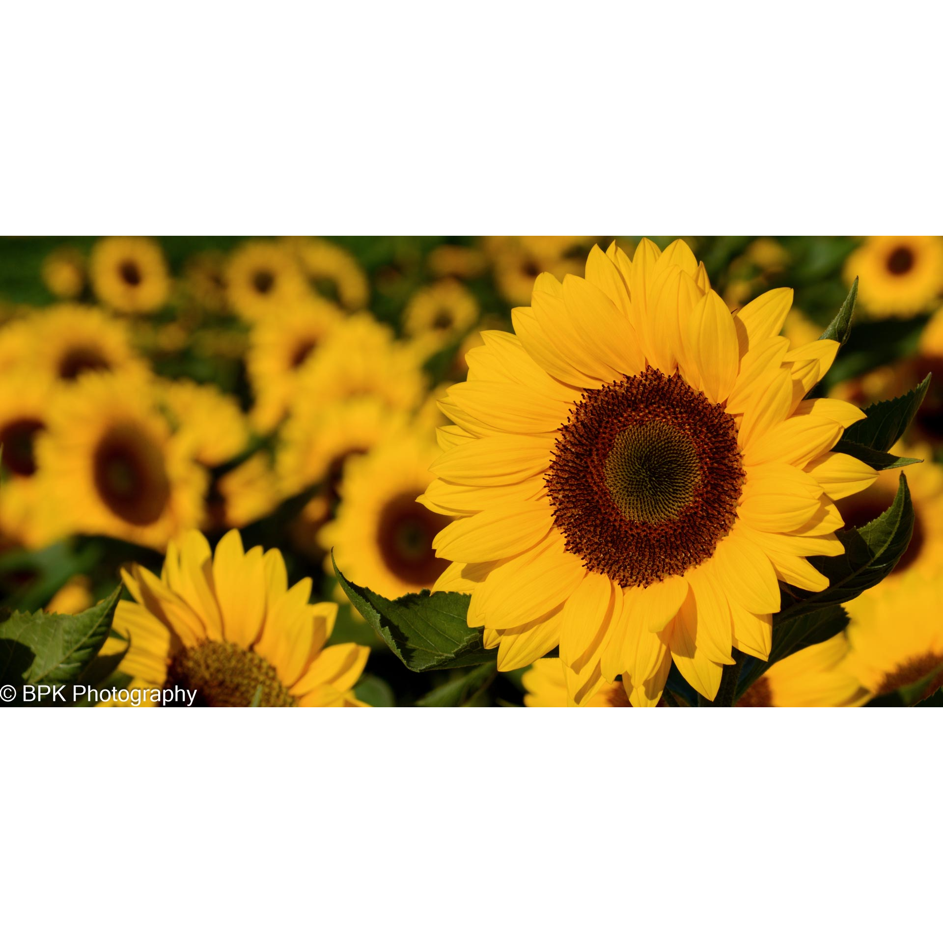 Sunflower Field