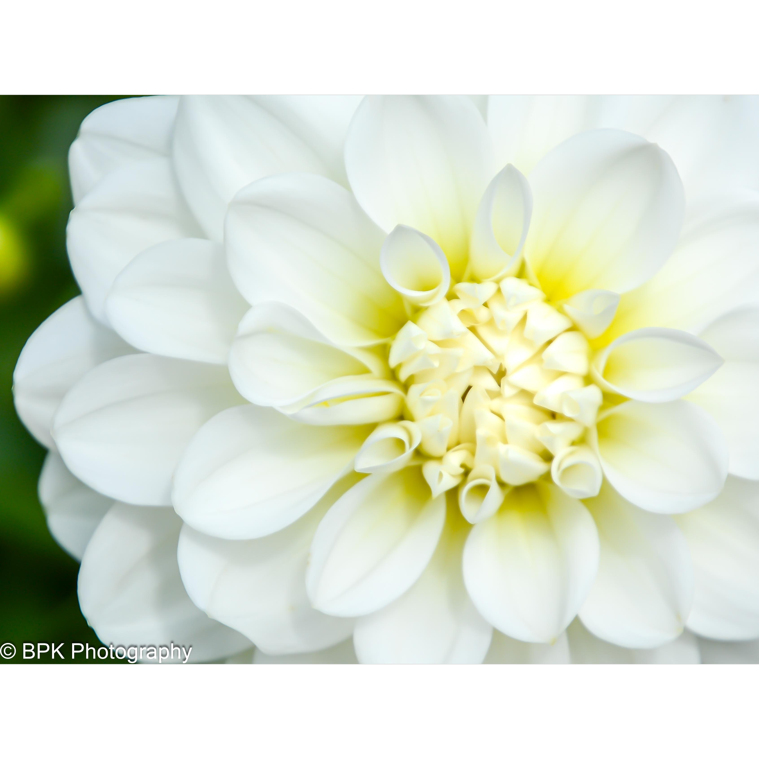 White Dahlia 2