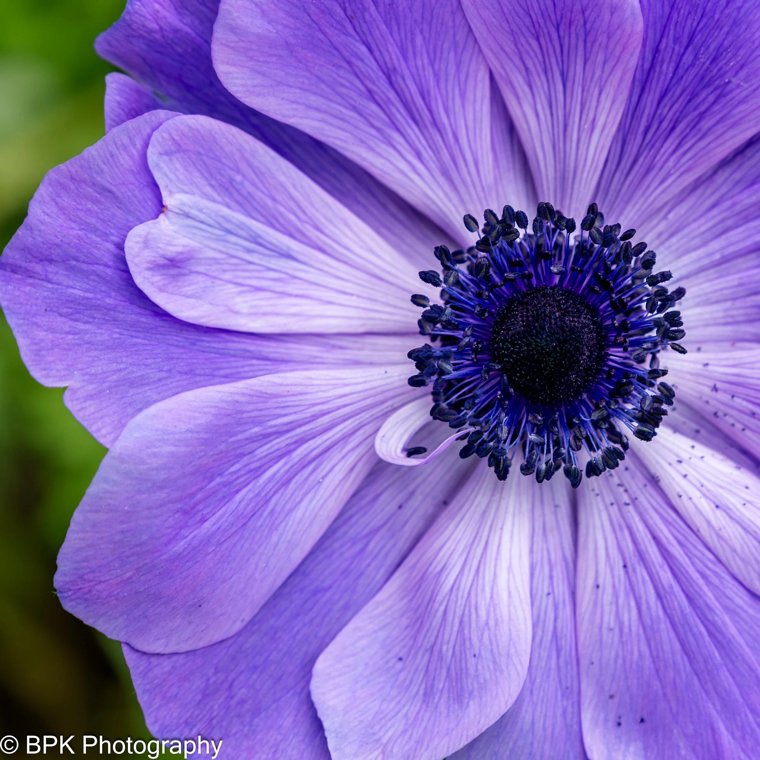 Purple Anemone 2