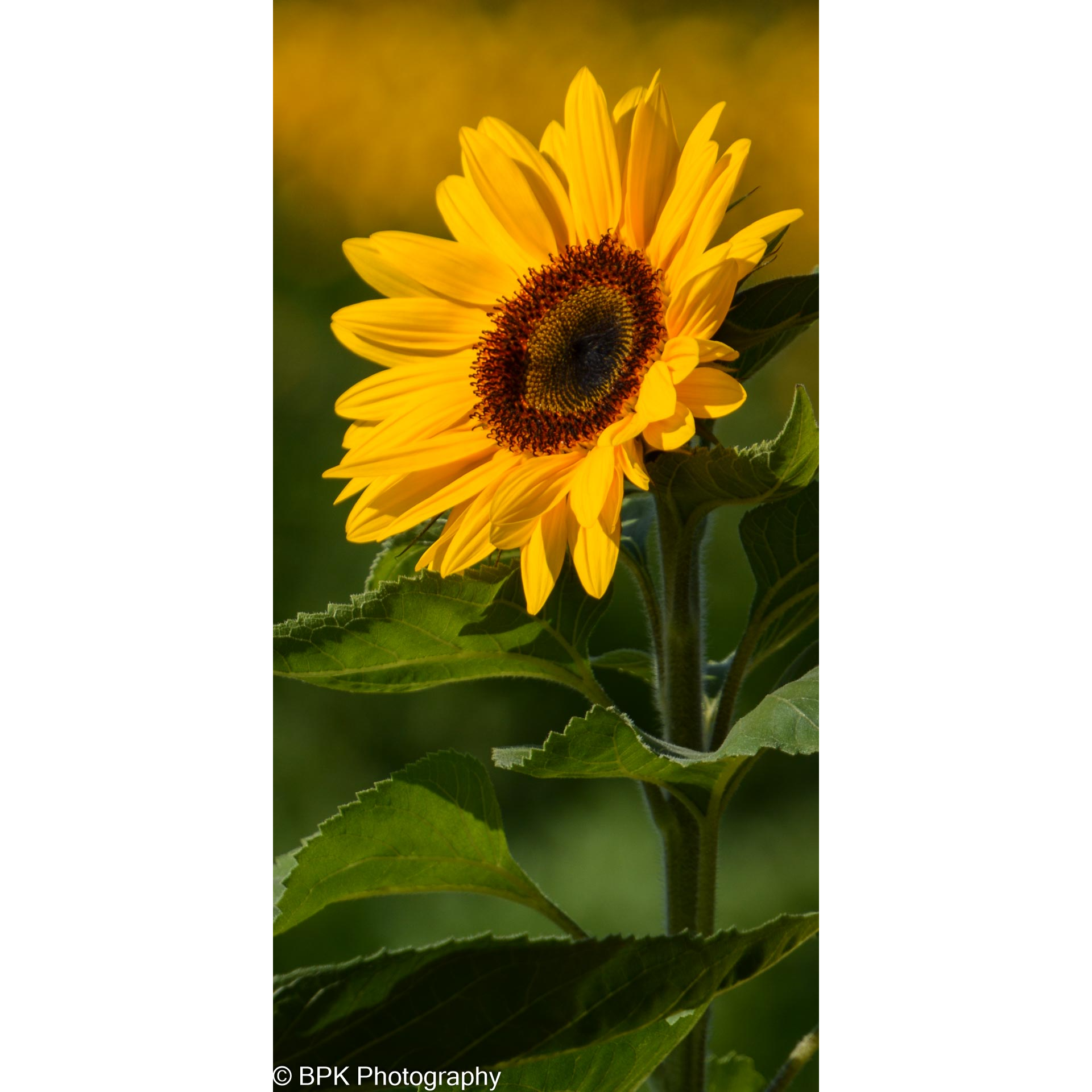 Tall Sunflower