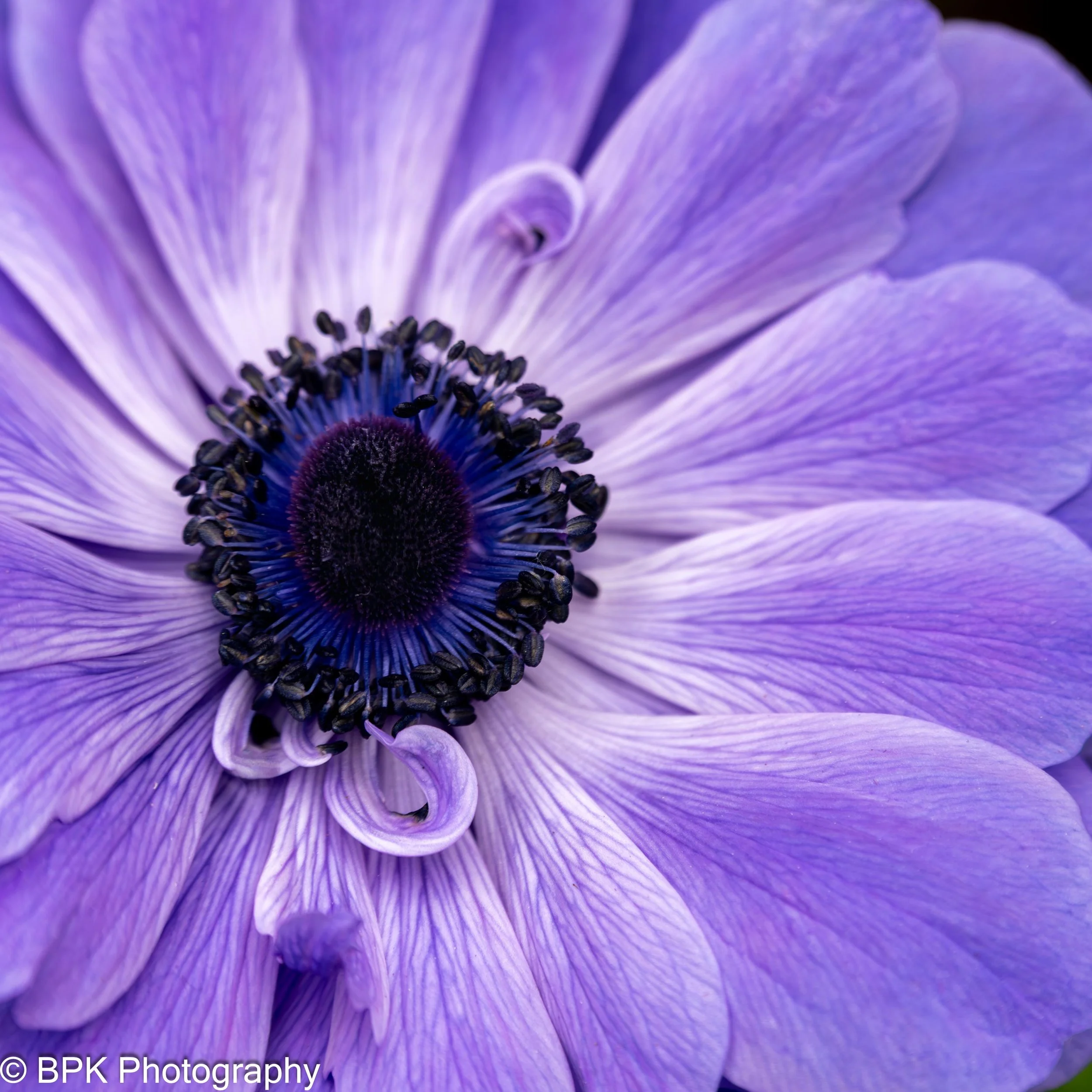 Purple Anemone 1