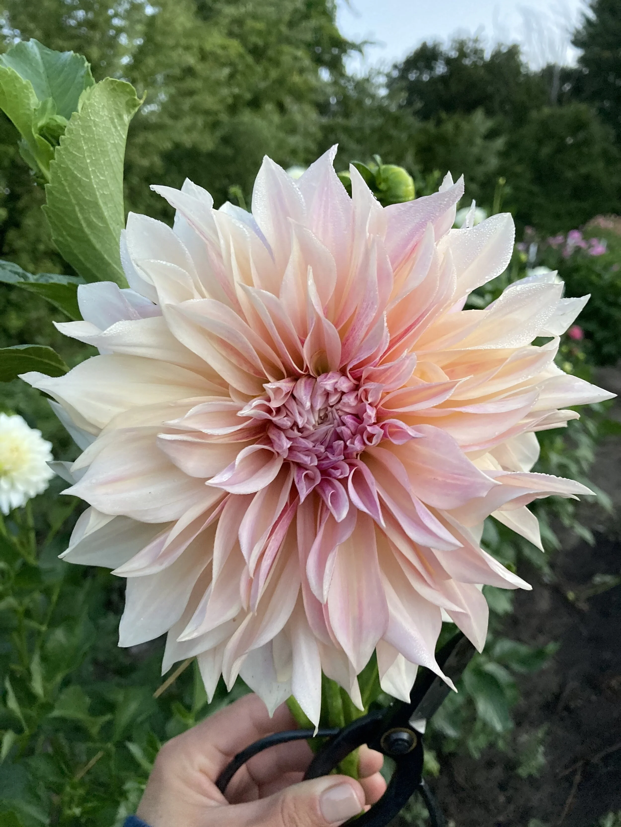 AUGUST- 4 Week Share- Saturday Pickup ONLY