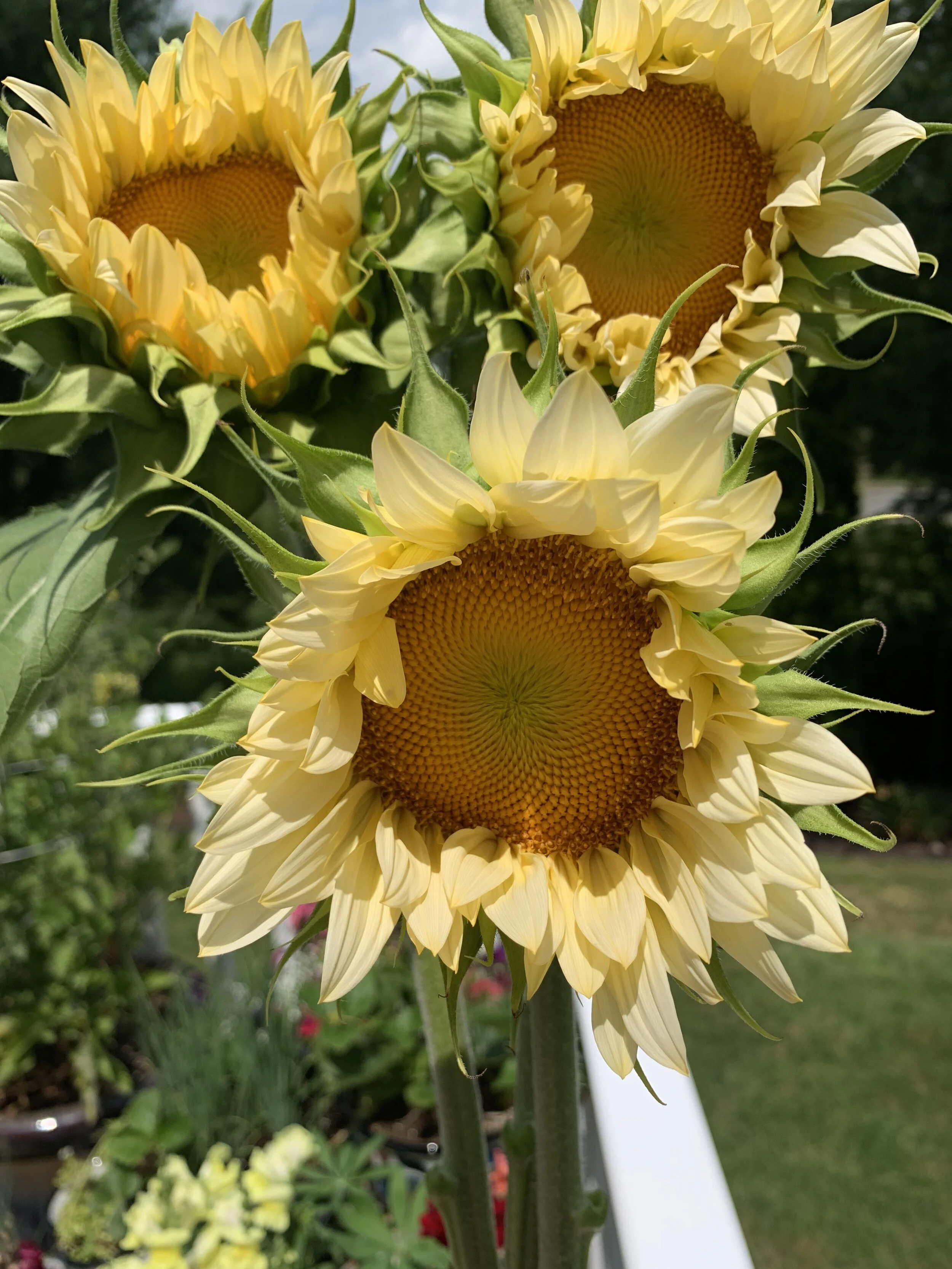 SEPTEMBER- 4 Week Share- Saturday Pickups ONLY