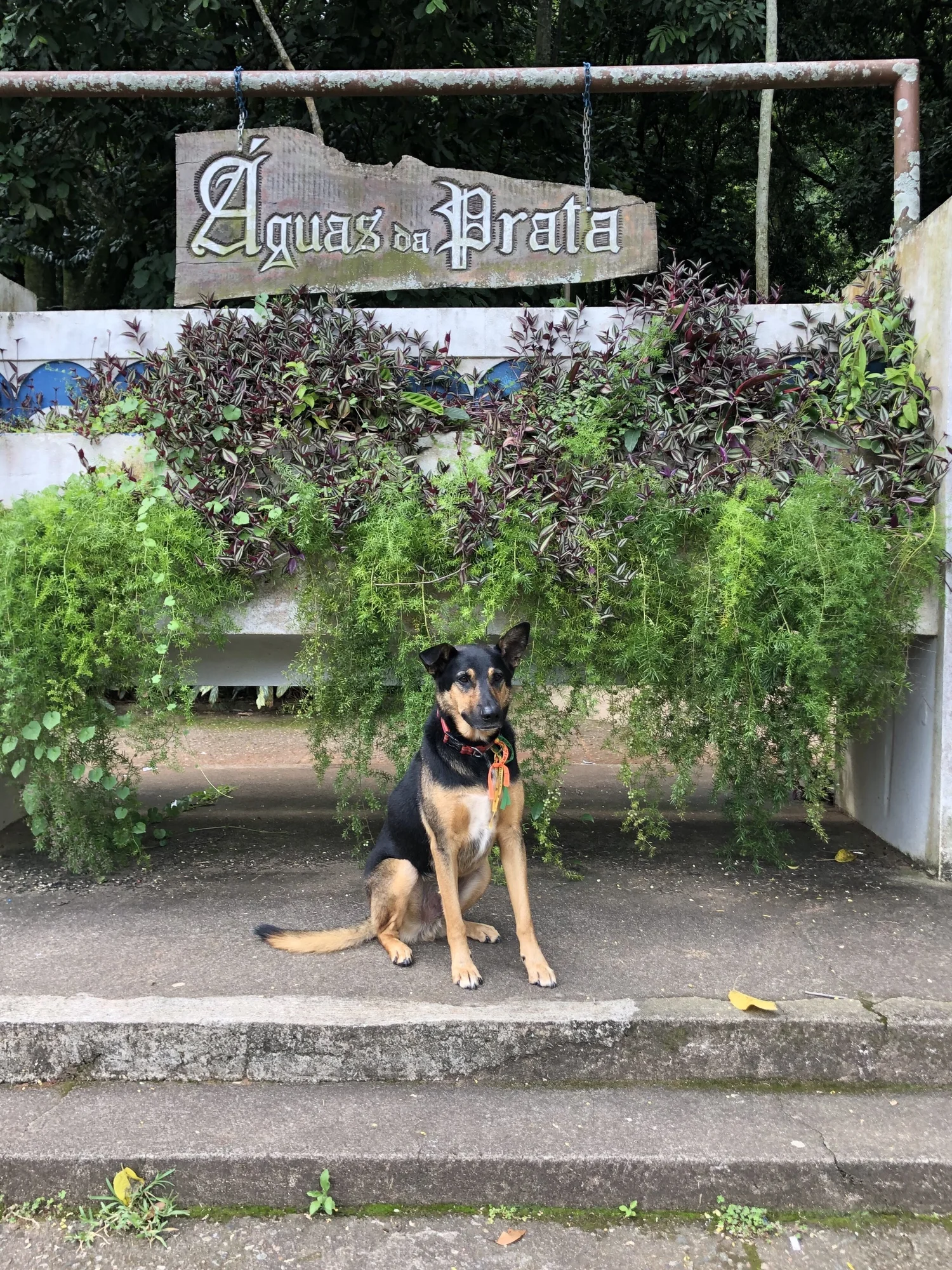 Sign for Aguas da Prata, the village where Lucky was first found