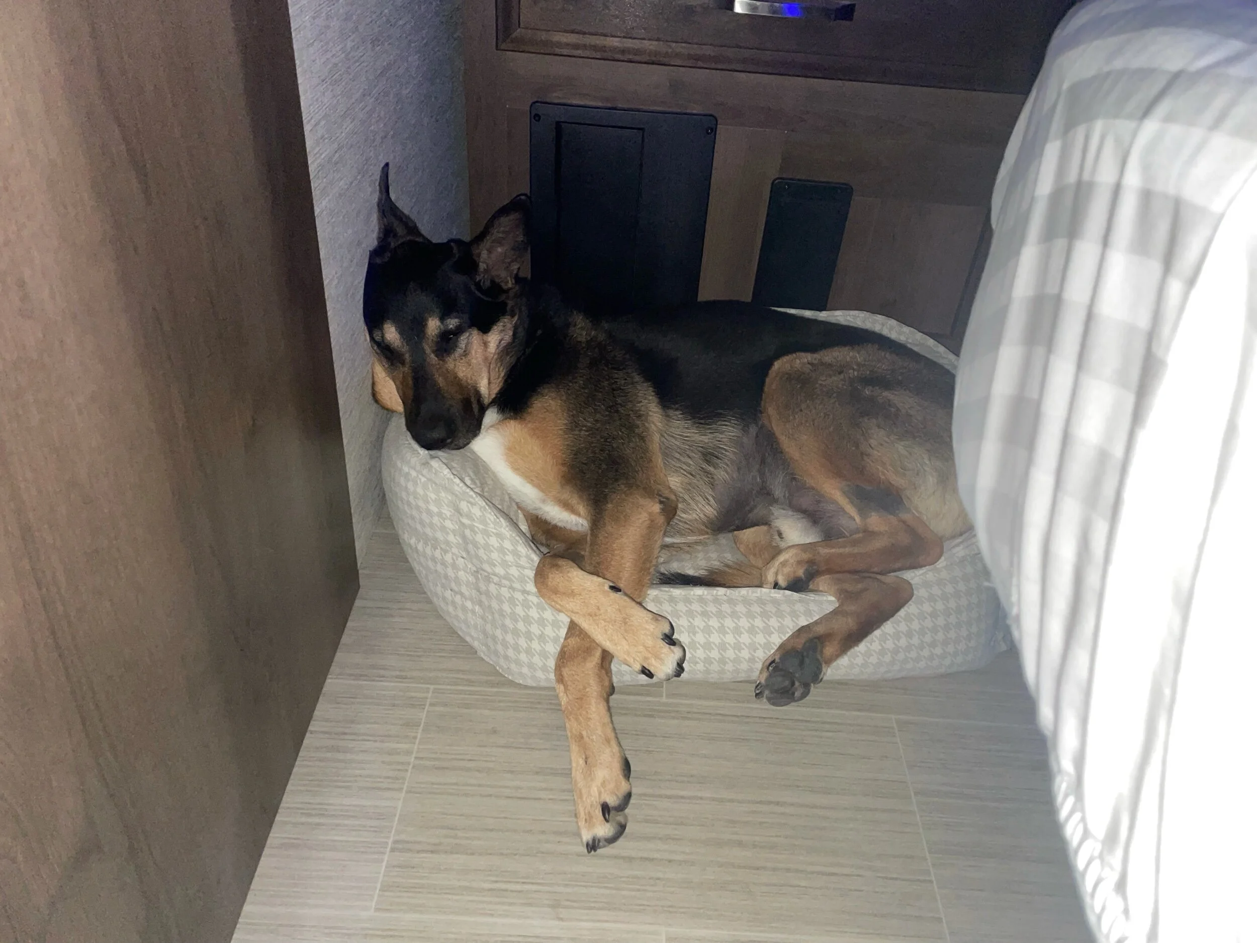 Lucky wasn’t ready to get up at 3:30am.  His bed used to be our small little dogs bed that he commandeered early on.