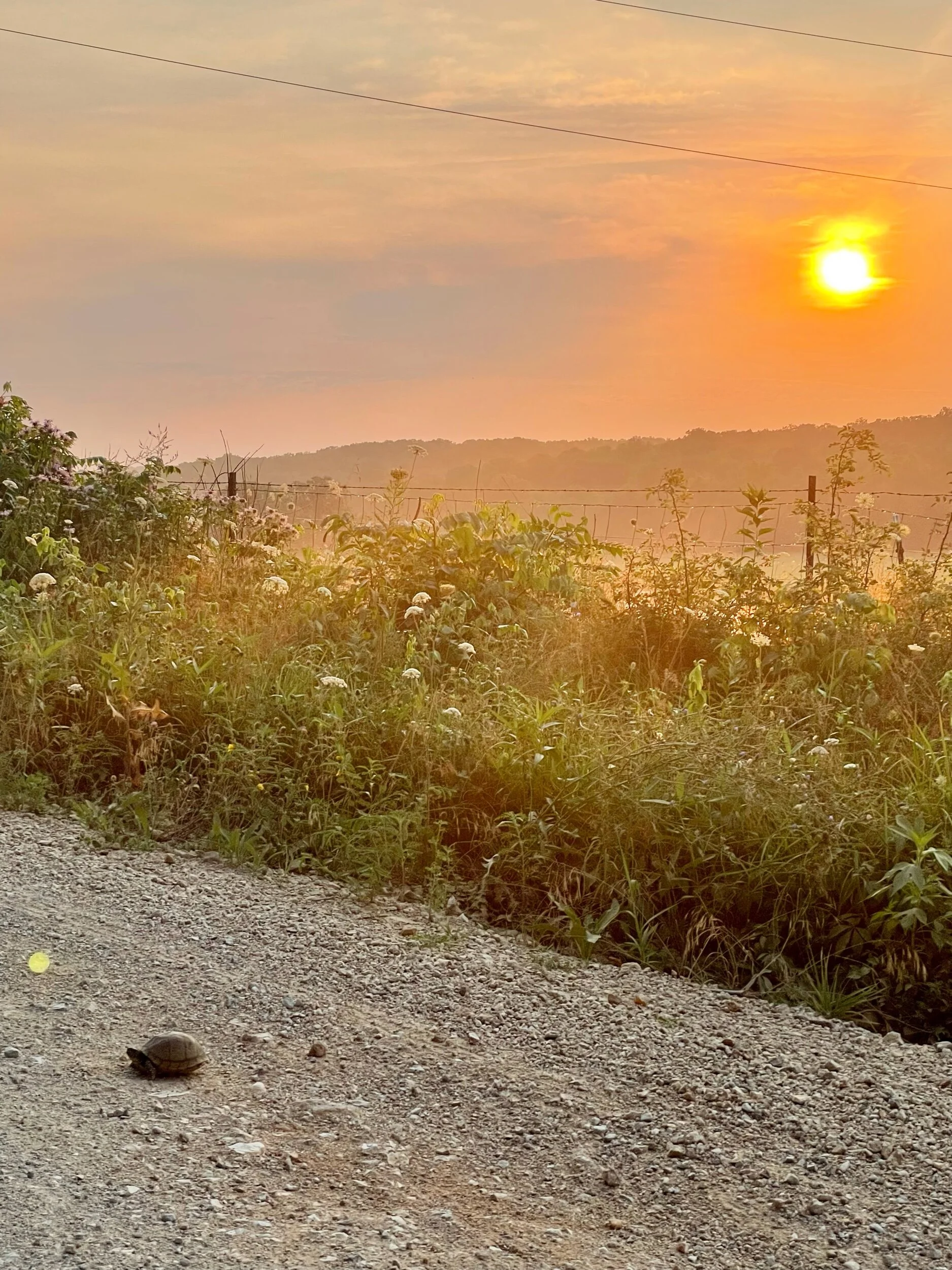 Another turtle crossing the road - as usual we stopped to give them a hand across.  We have seen so many animals destroyed by cars.