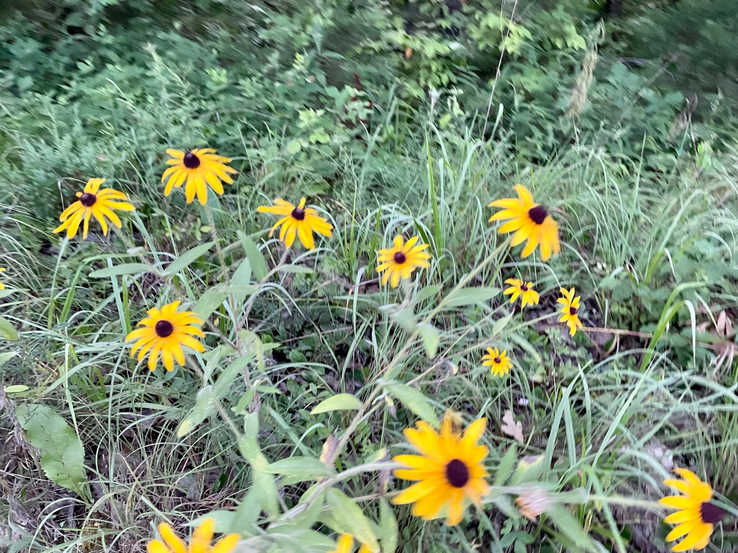 And so many wildflowers…