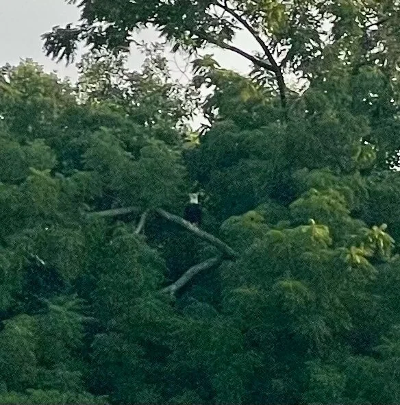 And then noticed its partner in the tree